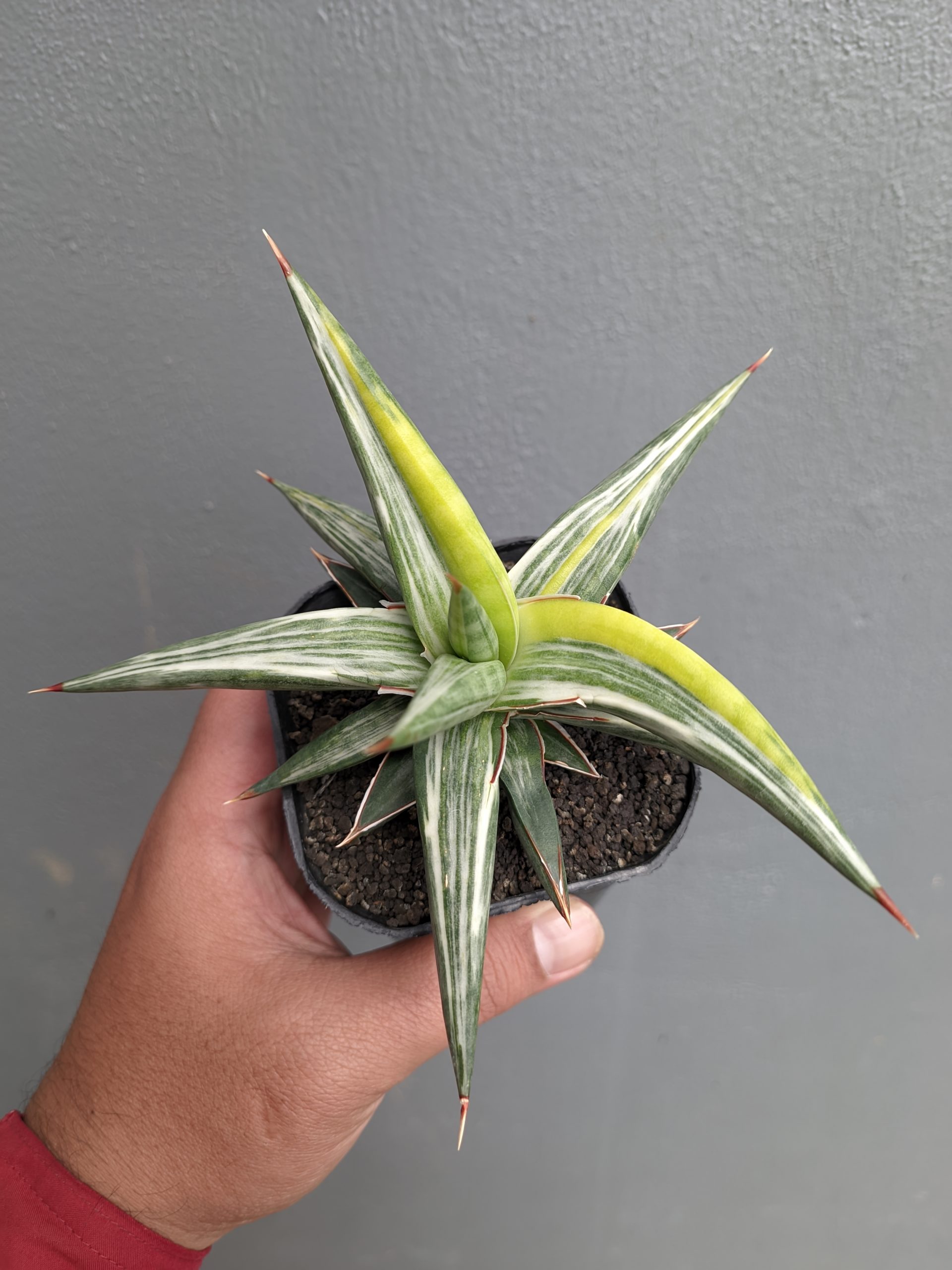 1345. Sansevieria All Night Star Tricolor - Image 6