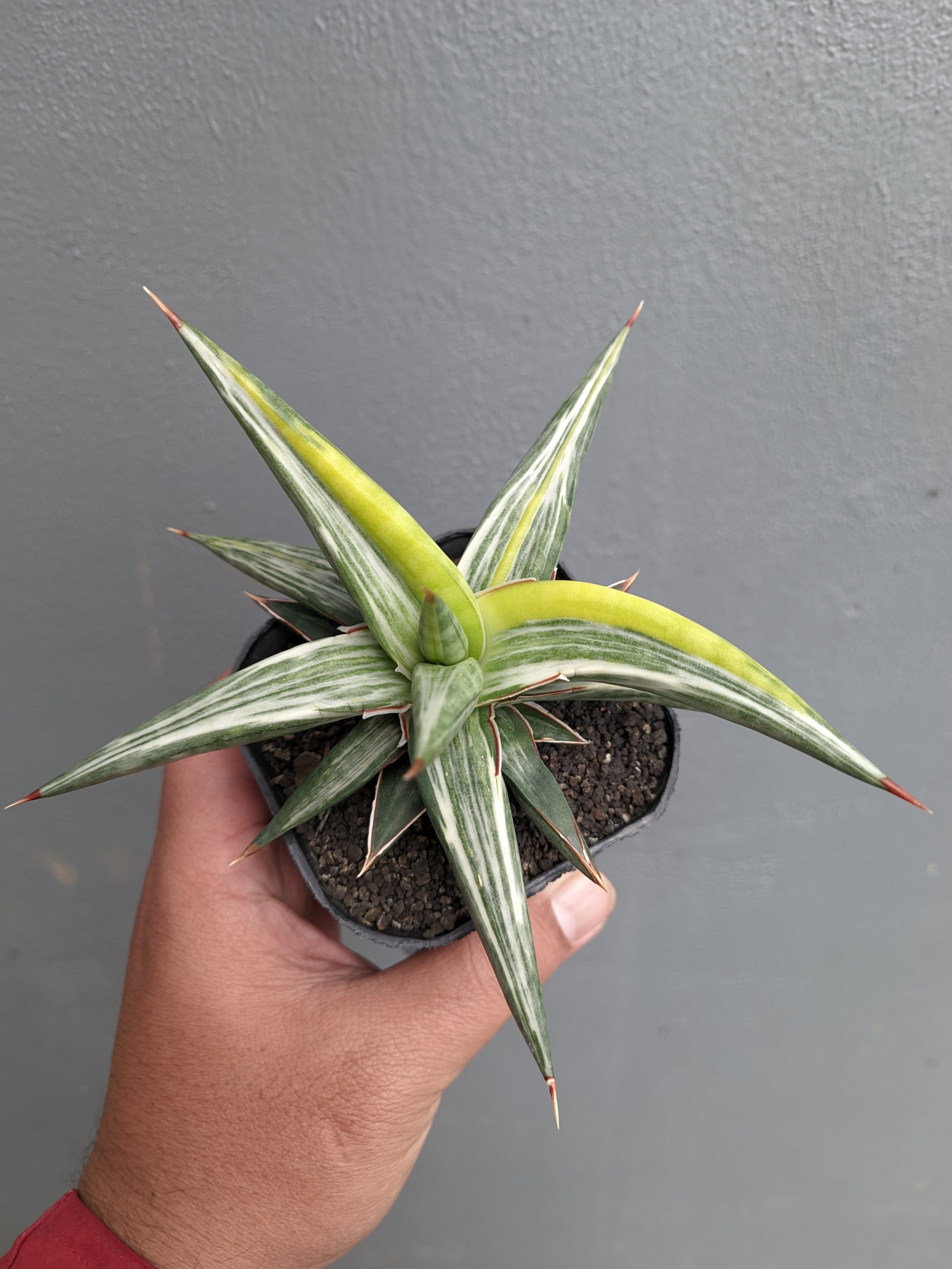 1345. Sansevieria All Night Star Tricolor - Image 7