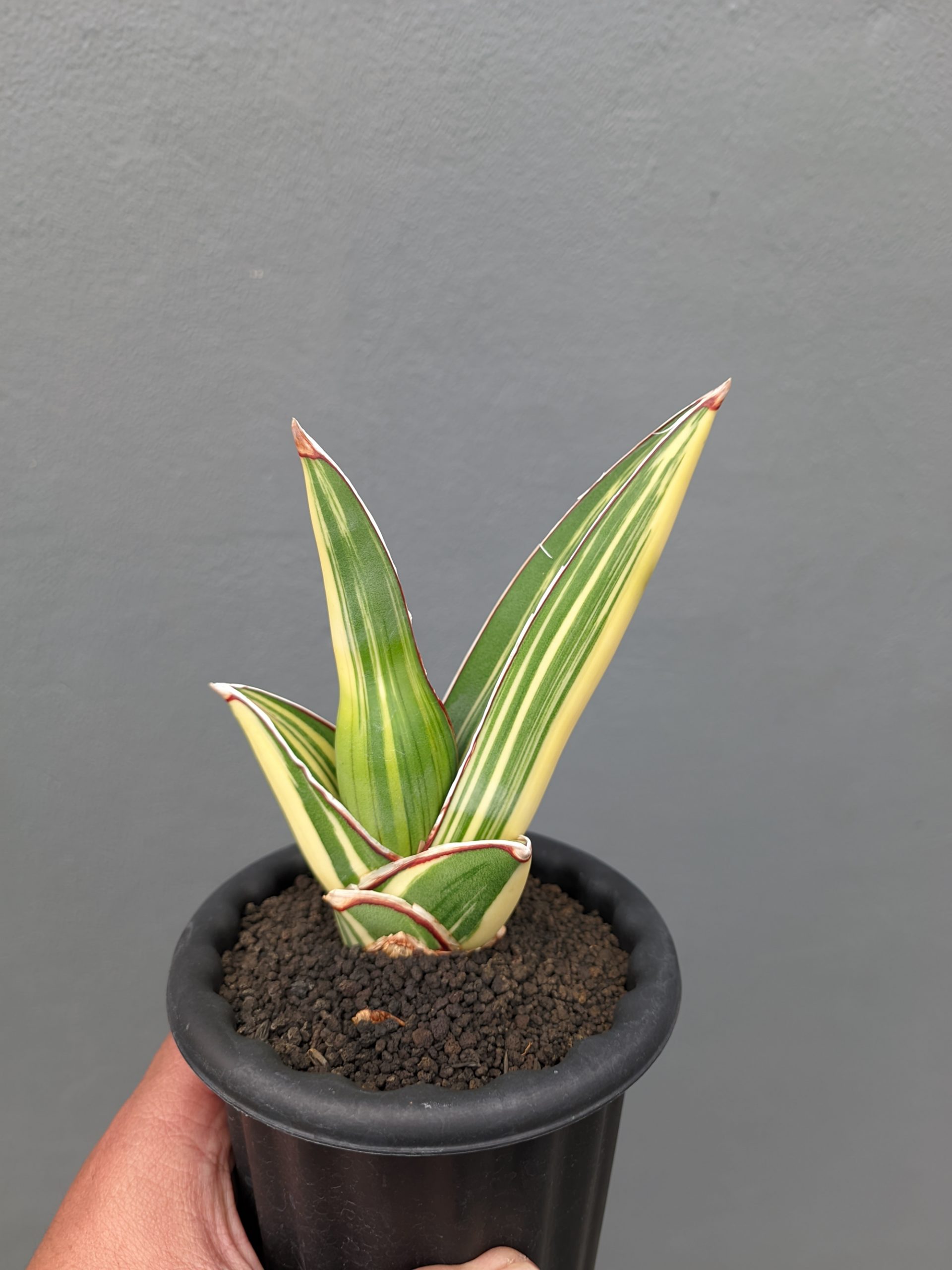 1346. Sansevieria Samurai Salaf Variegated - Image 3