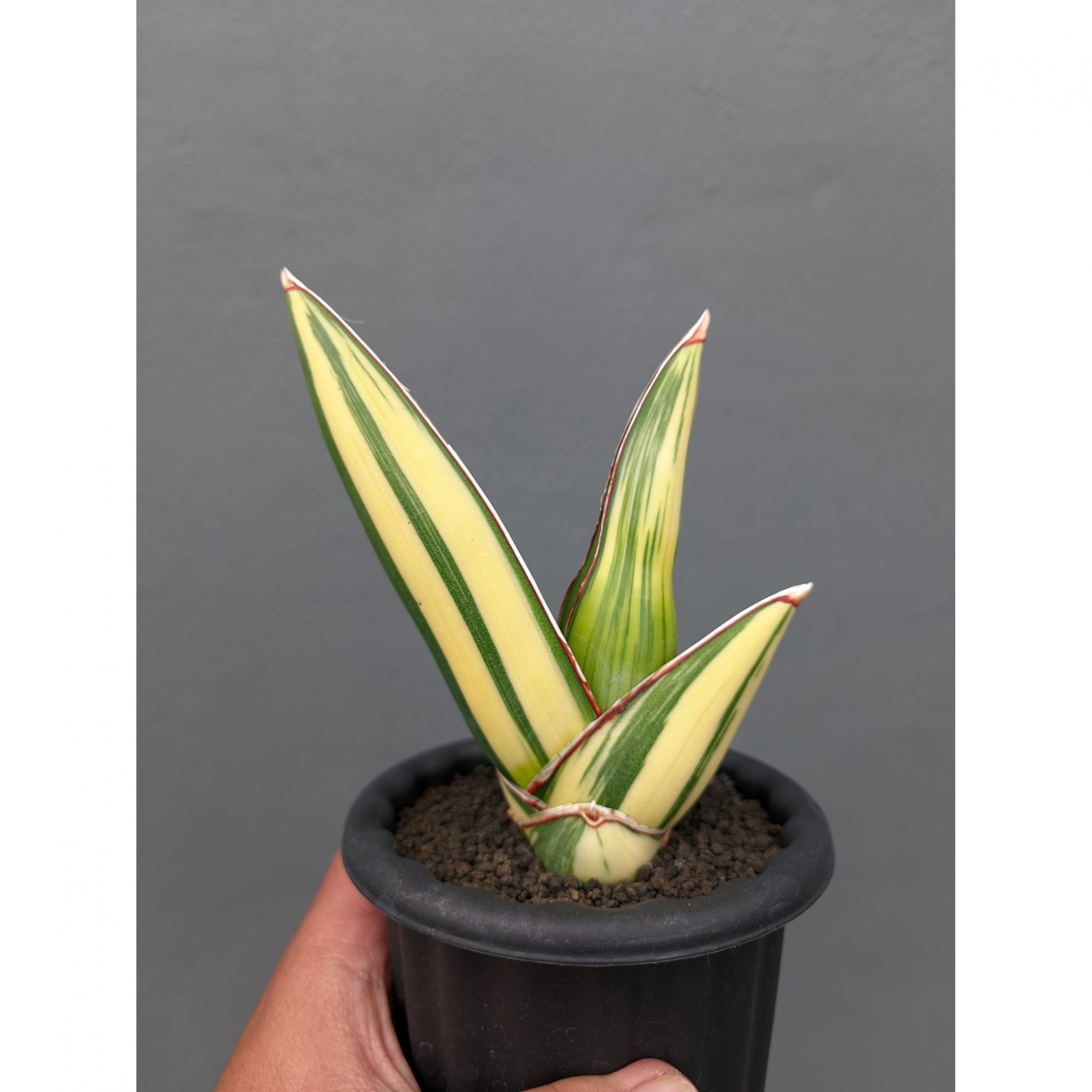 1346. Sansevieria Samurai Salaf Variegated