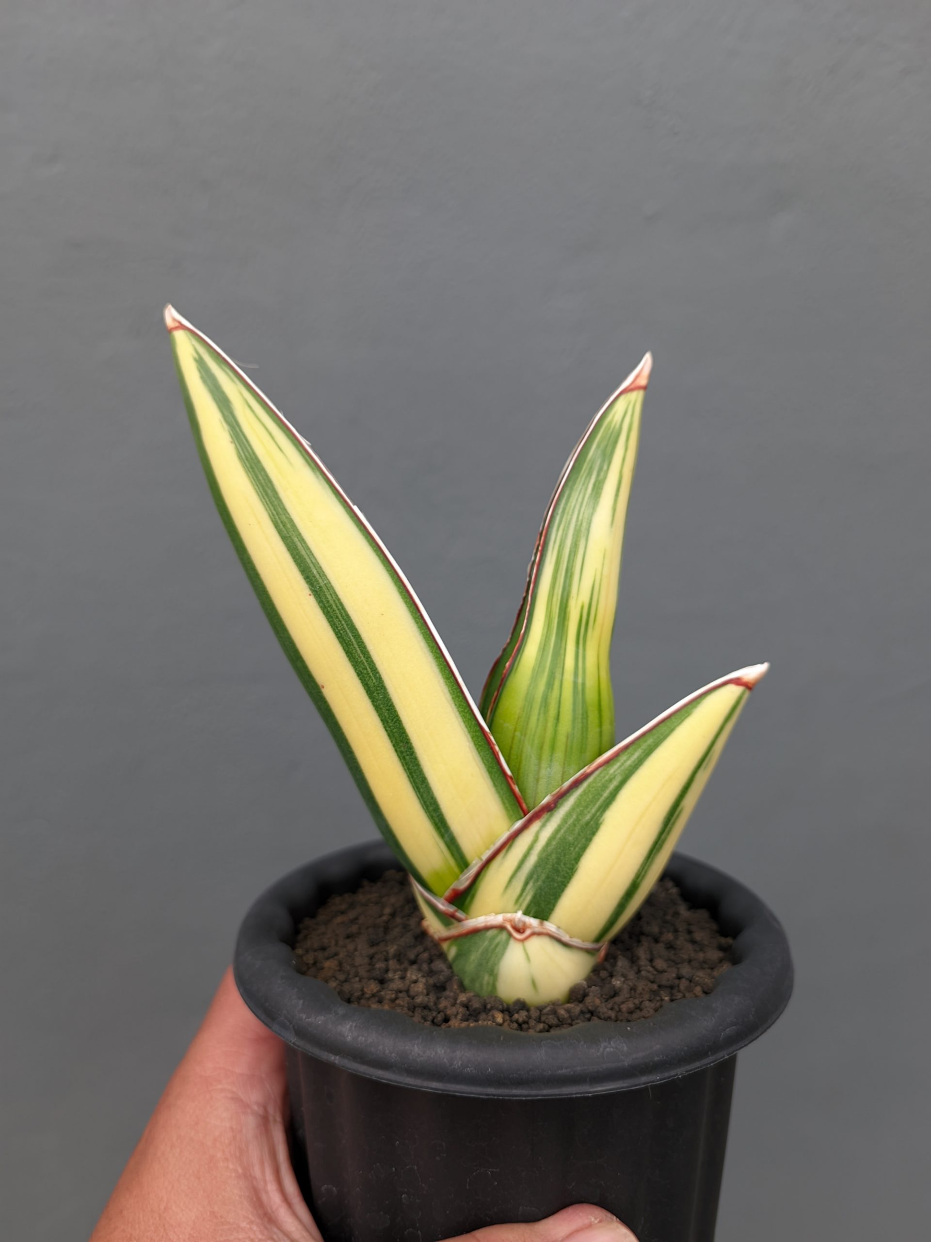1346. Sansevieria Samurai Salaf Variegated - Image 4