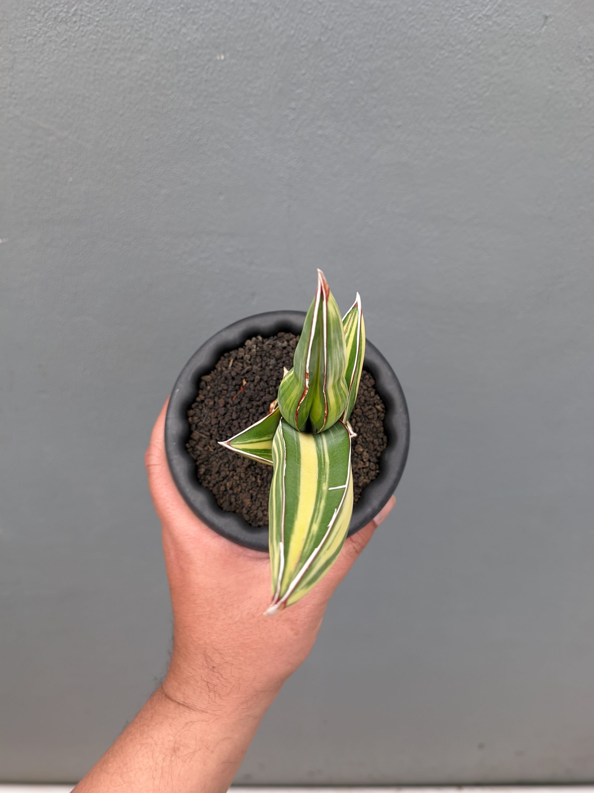 1346. Sansevieria Samurai Salaf Variegated - Image 5
