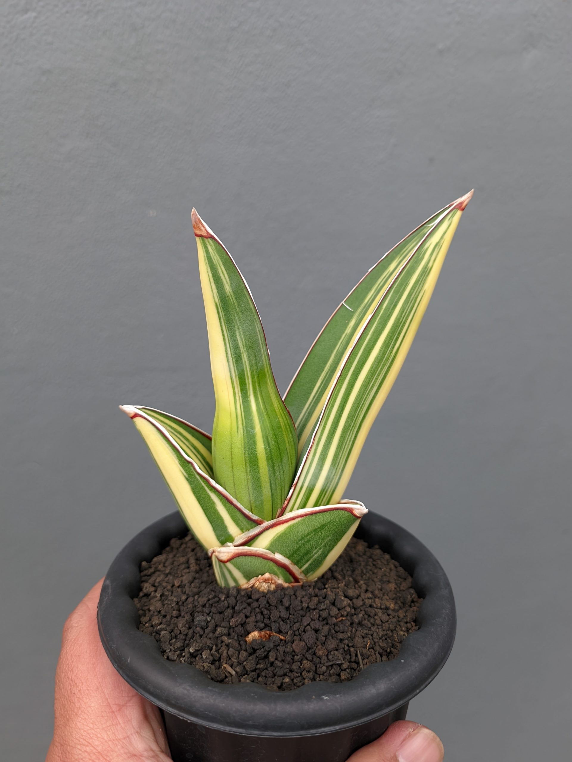 1346. Sansevieria Samurai Salaf Variegated - Image 6