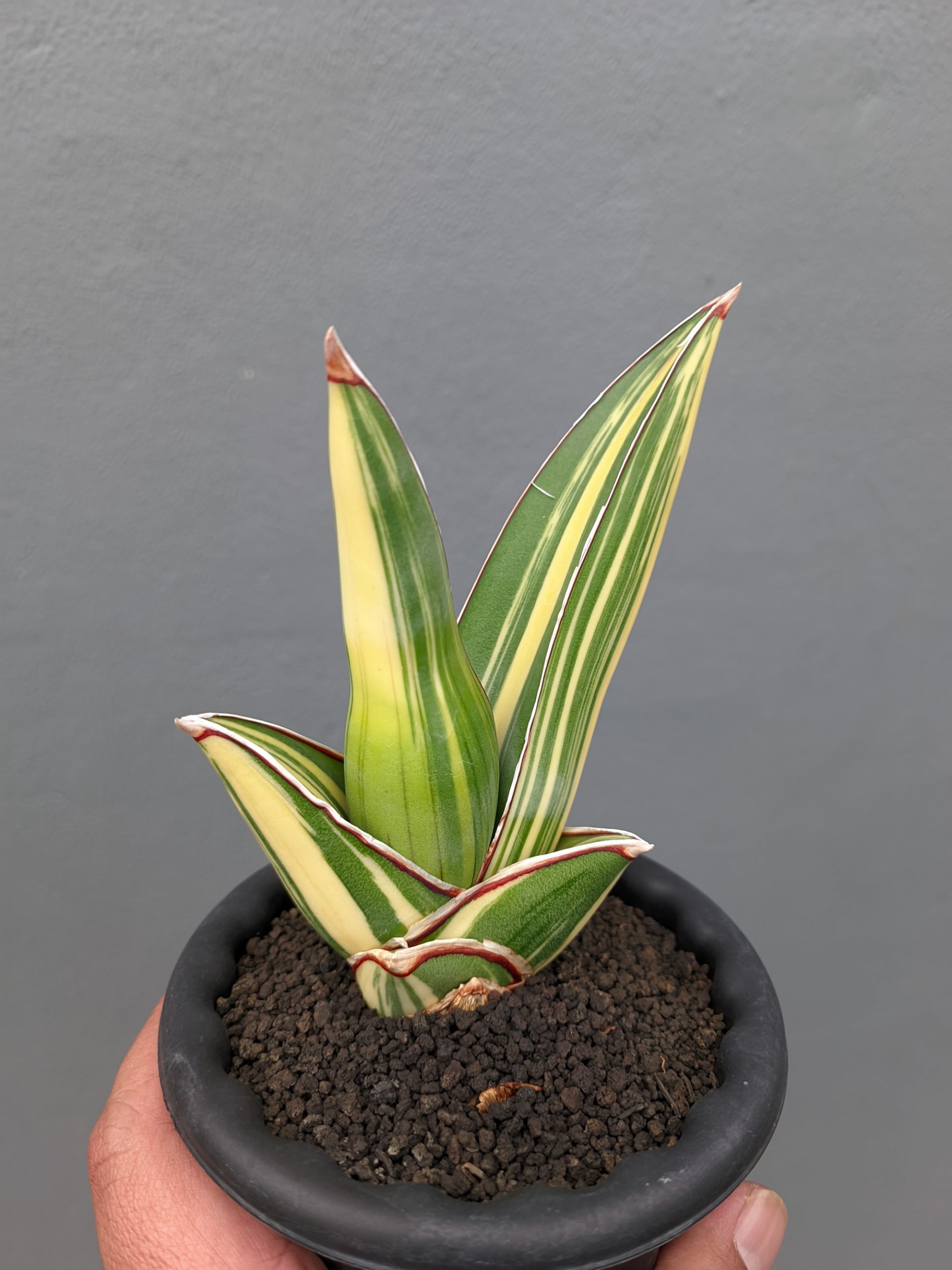 1346. Sansevieria Samurai Salaf Variegated - Image 7