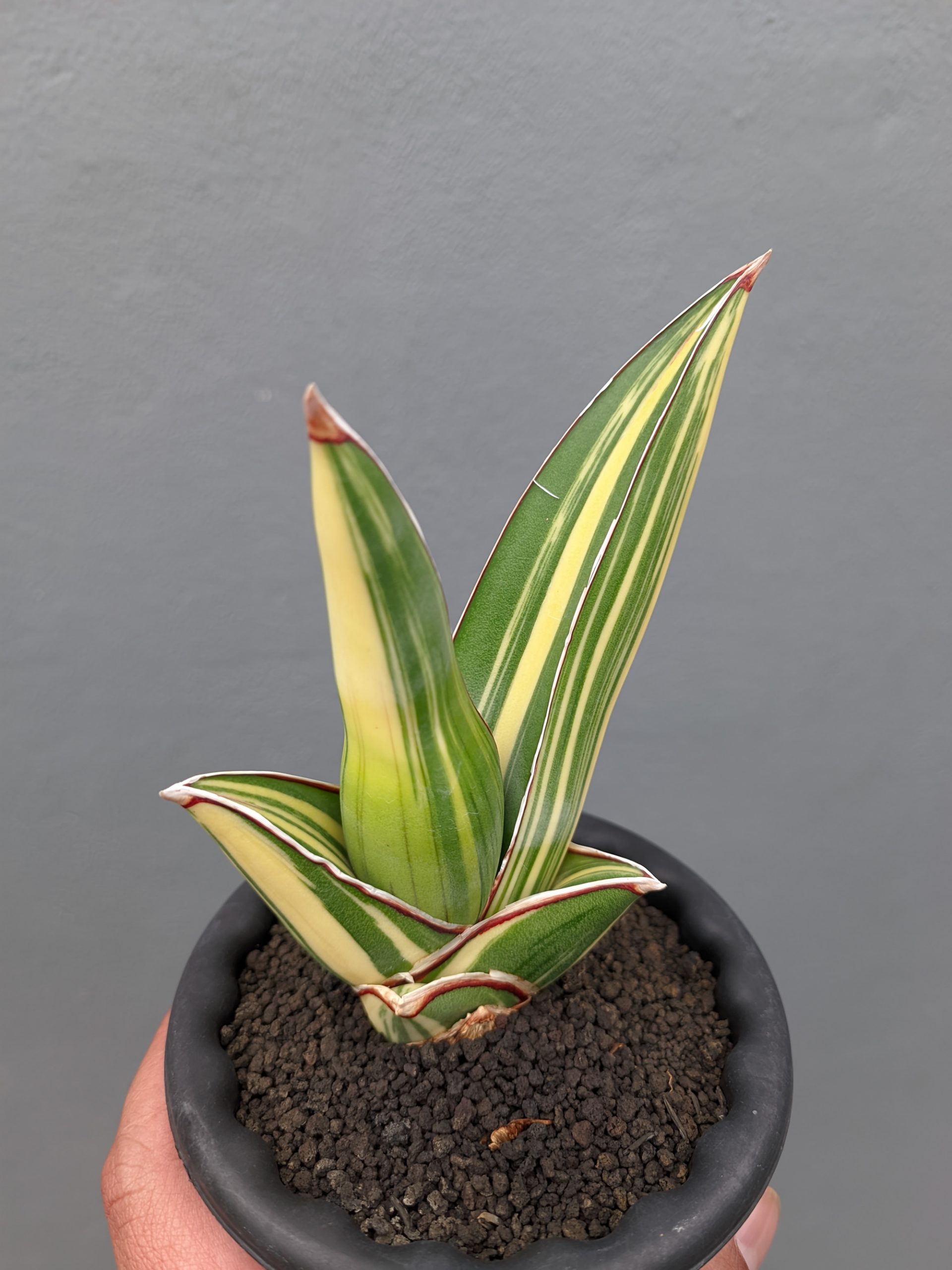 1346. Sansevieria Samurai Salaf Variegated - Image 2