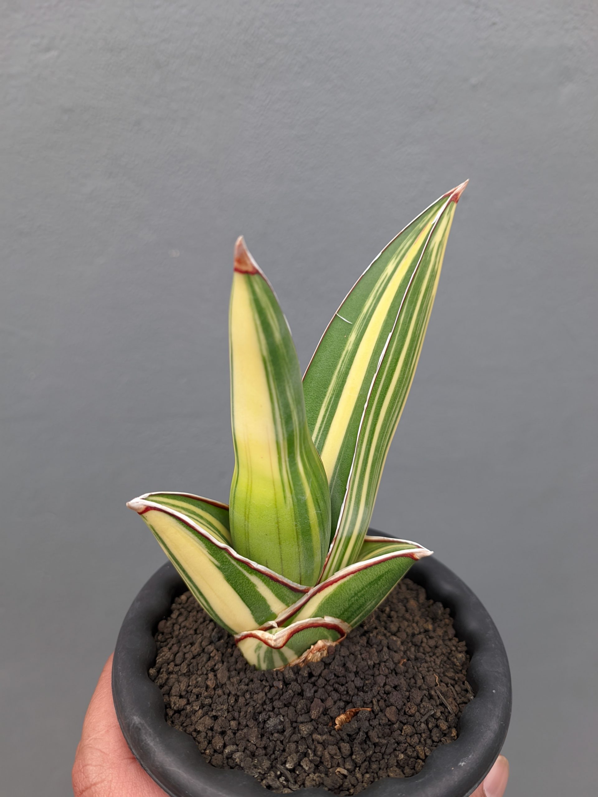 1346. Sansevieria Samurai Salaf Variegated - Image 8