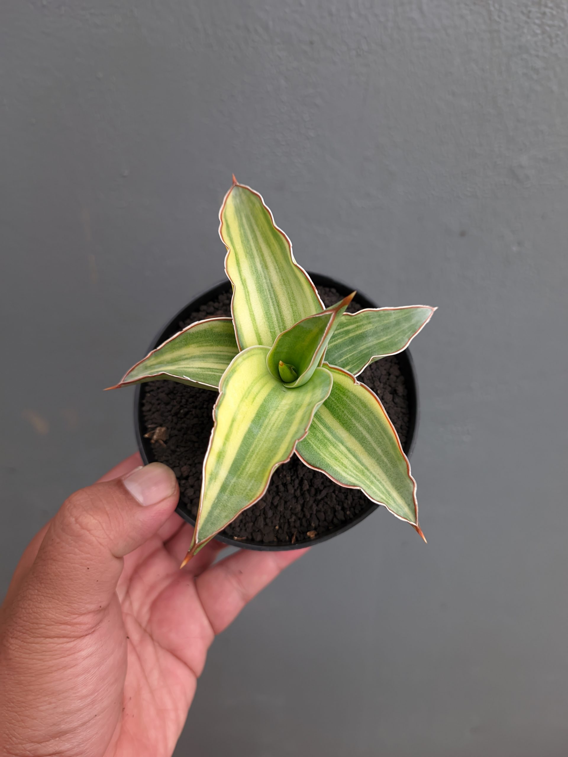 1347. Sansevieria Kimayo Variegated - Image 3