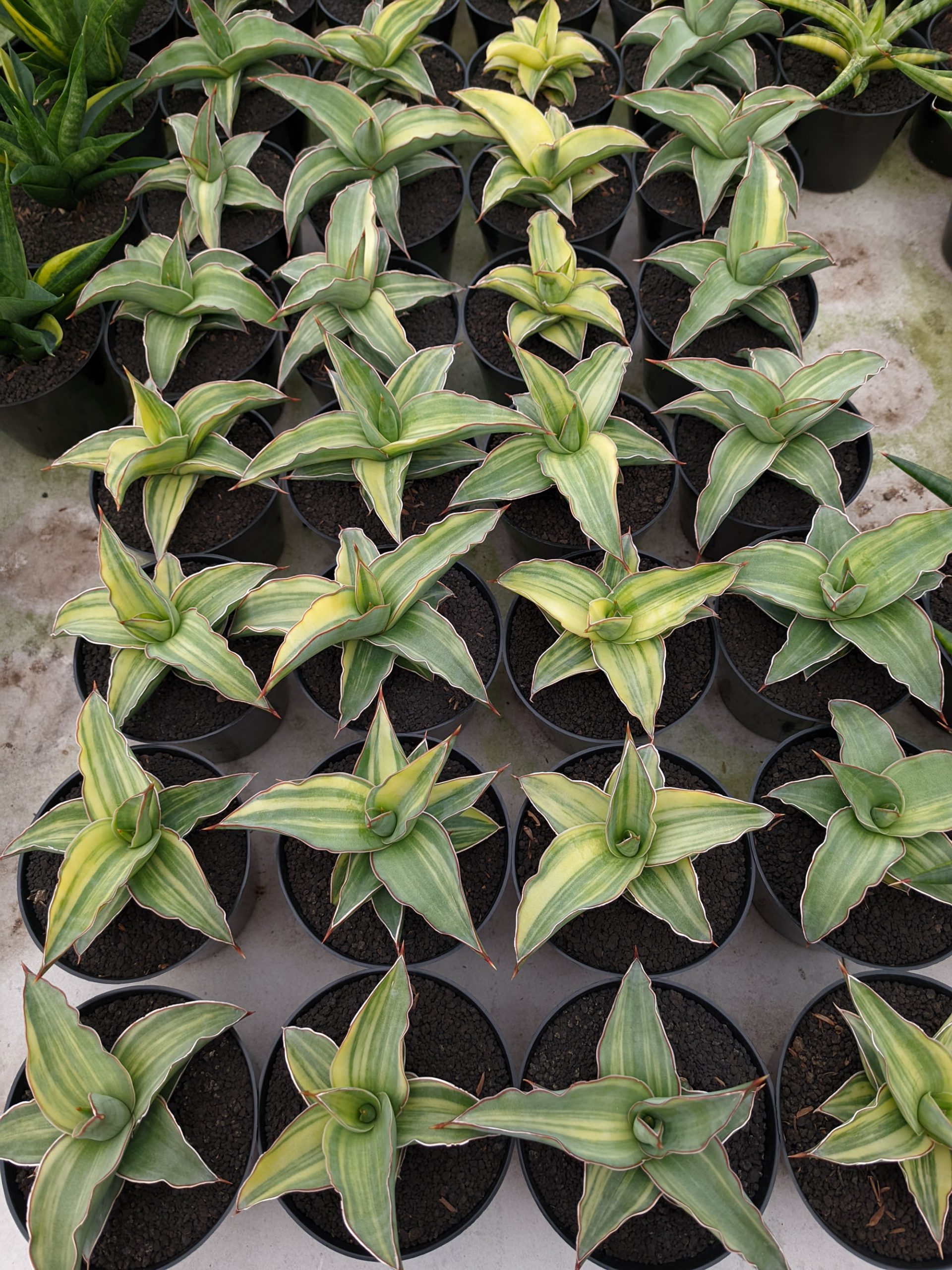 1347. Sansevieria Kimayo Variegated - Image 2