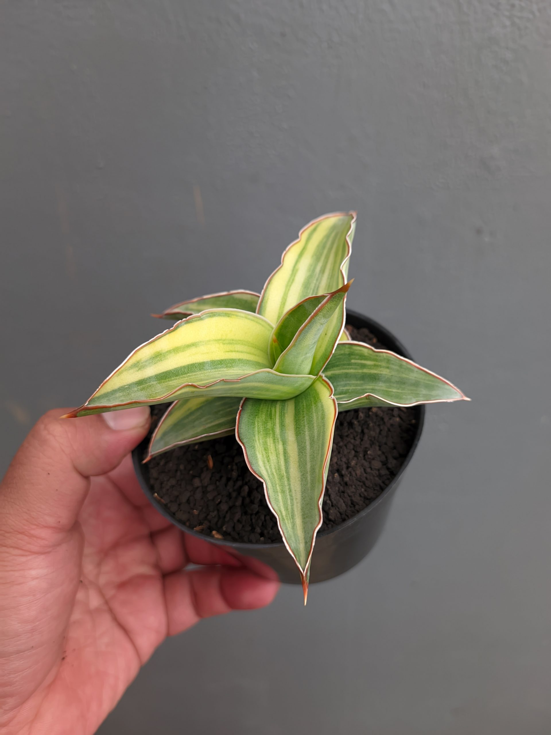 1347. Sansevieria Kimayo Variegated - Image 4