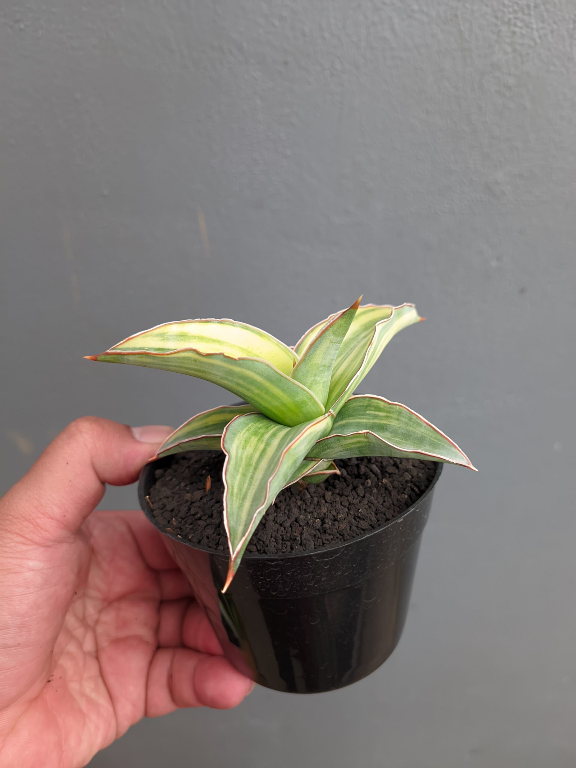 1347. Sansevieria Kimayo Variegated - Image 5