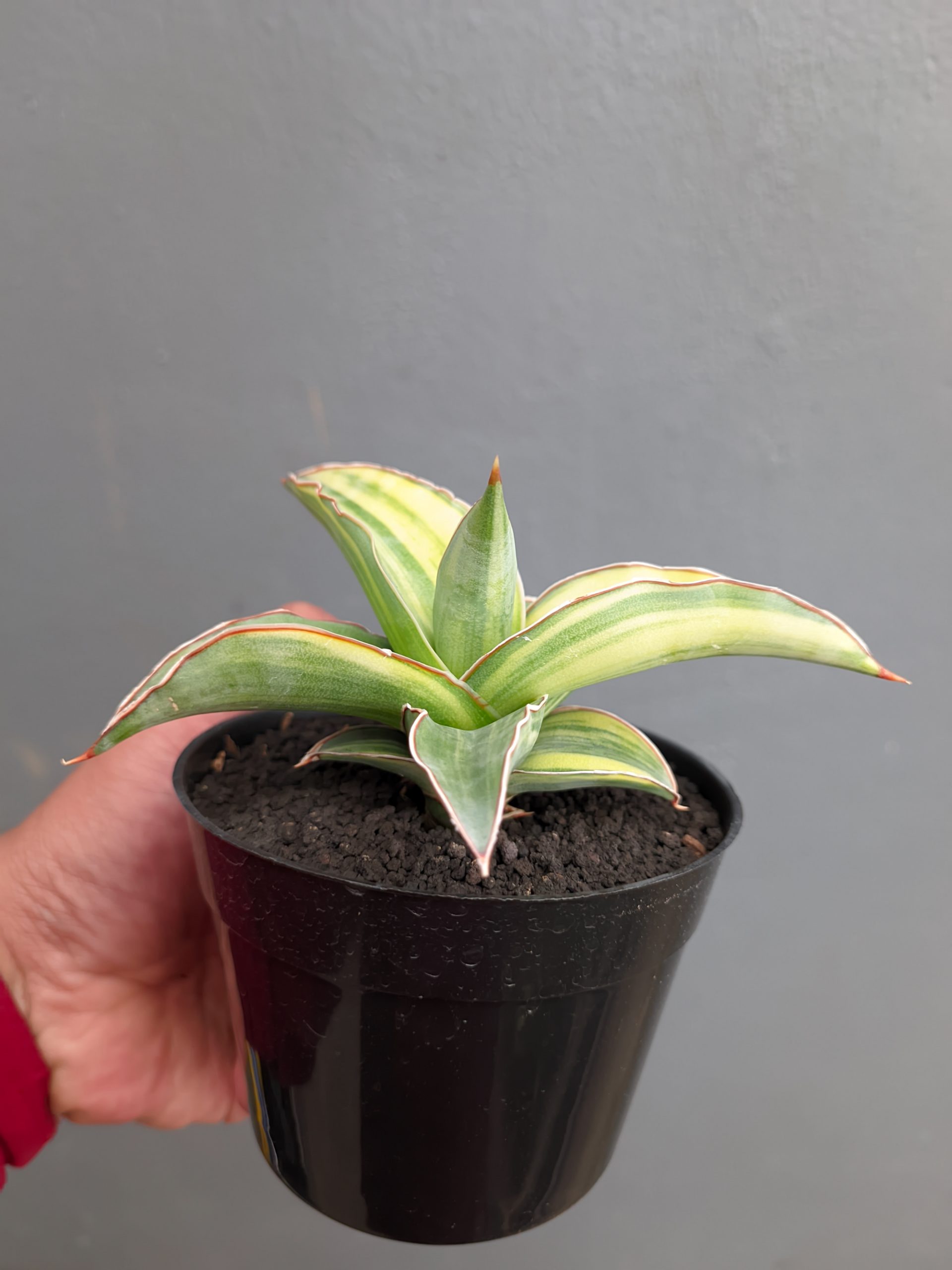 1347. Sansevieria Kimayo Variegated - Image 6
