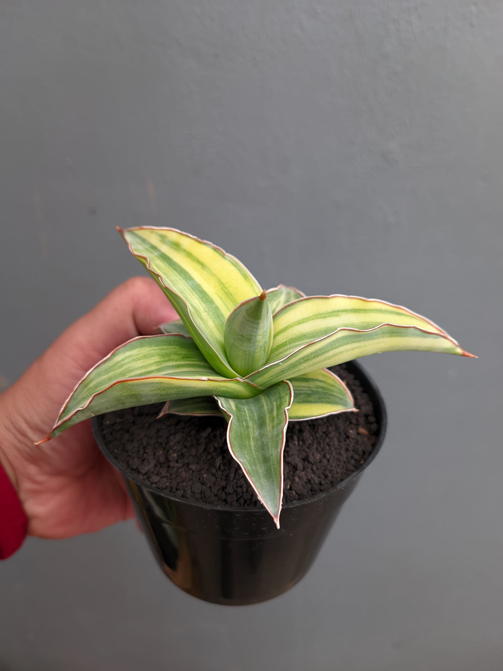 1347. Sansevieria Kimayo Variegated - Image 7