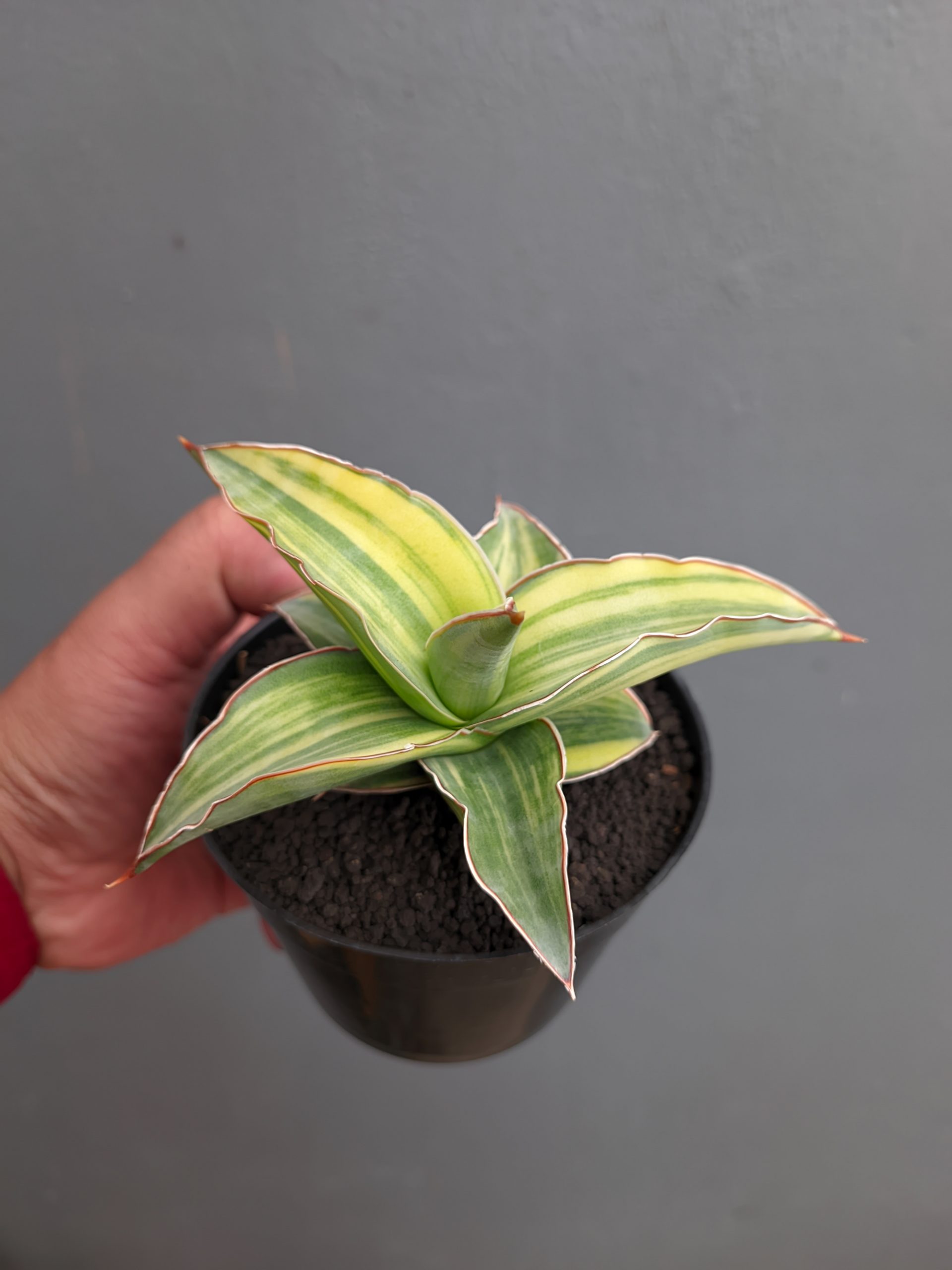1347. Sansevieria Kimayo Variegated - Image 8