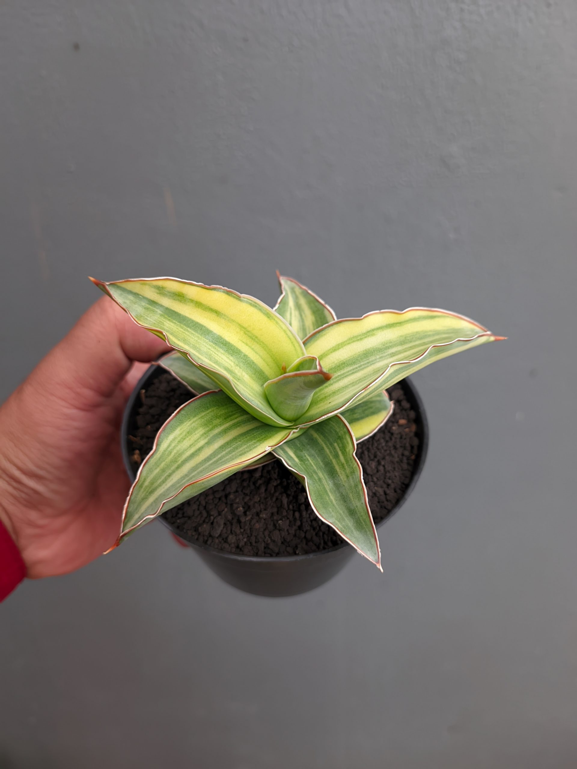 1347. Sansevieria Kimayo Variegated - Image 9