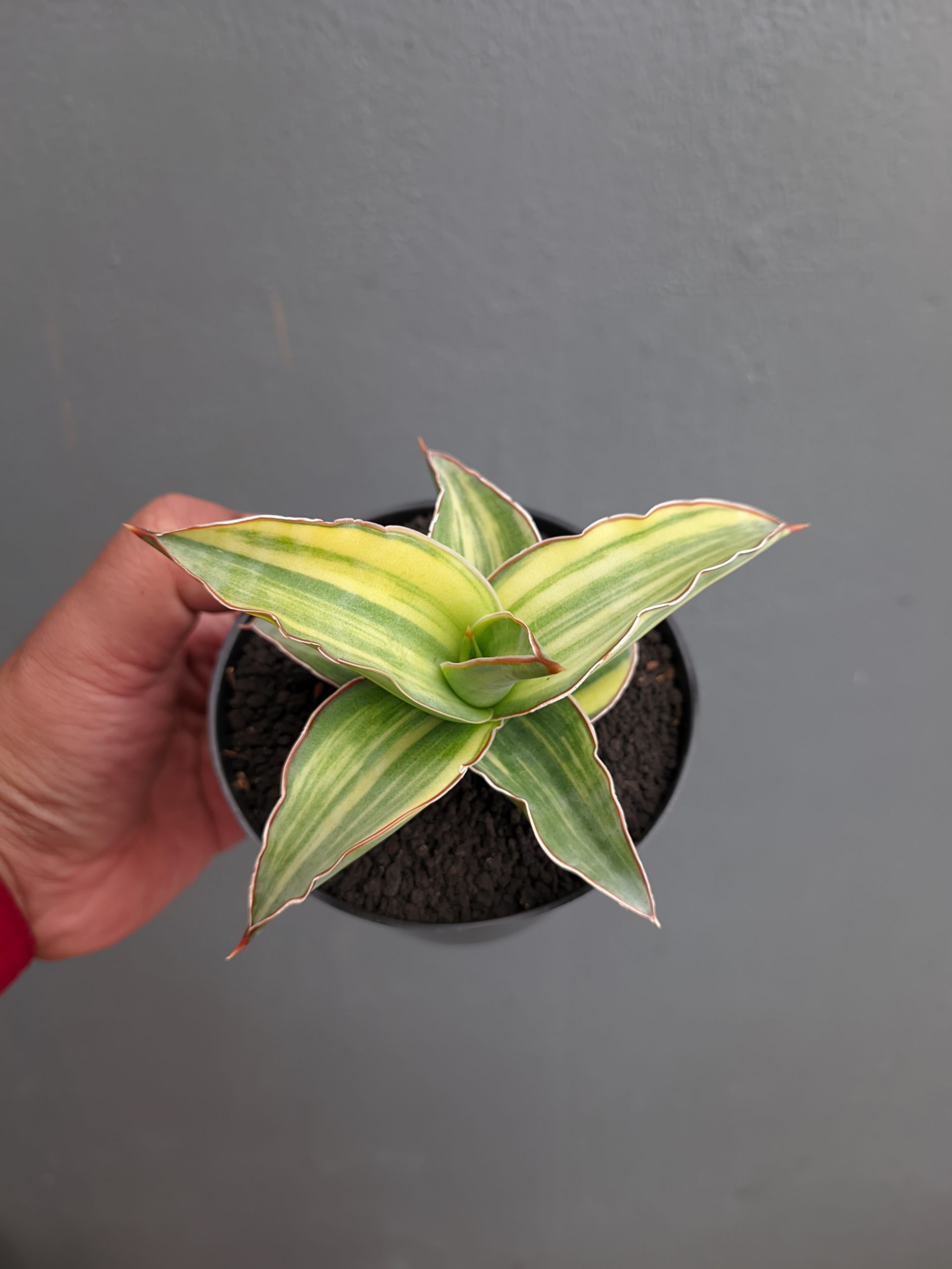 1347. Sansevieria Kimayo Variegated - Image 10