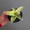 1347. Sansevieria Kimayo Variegated