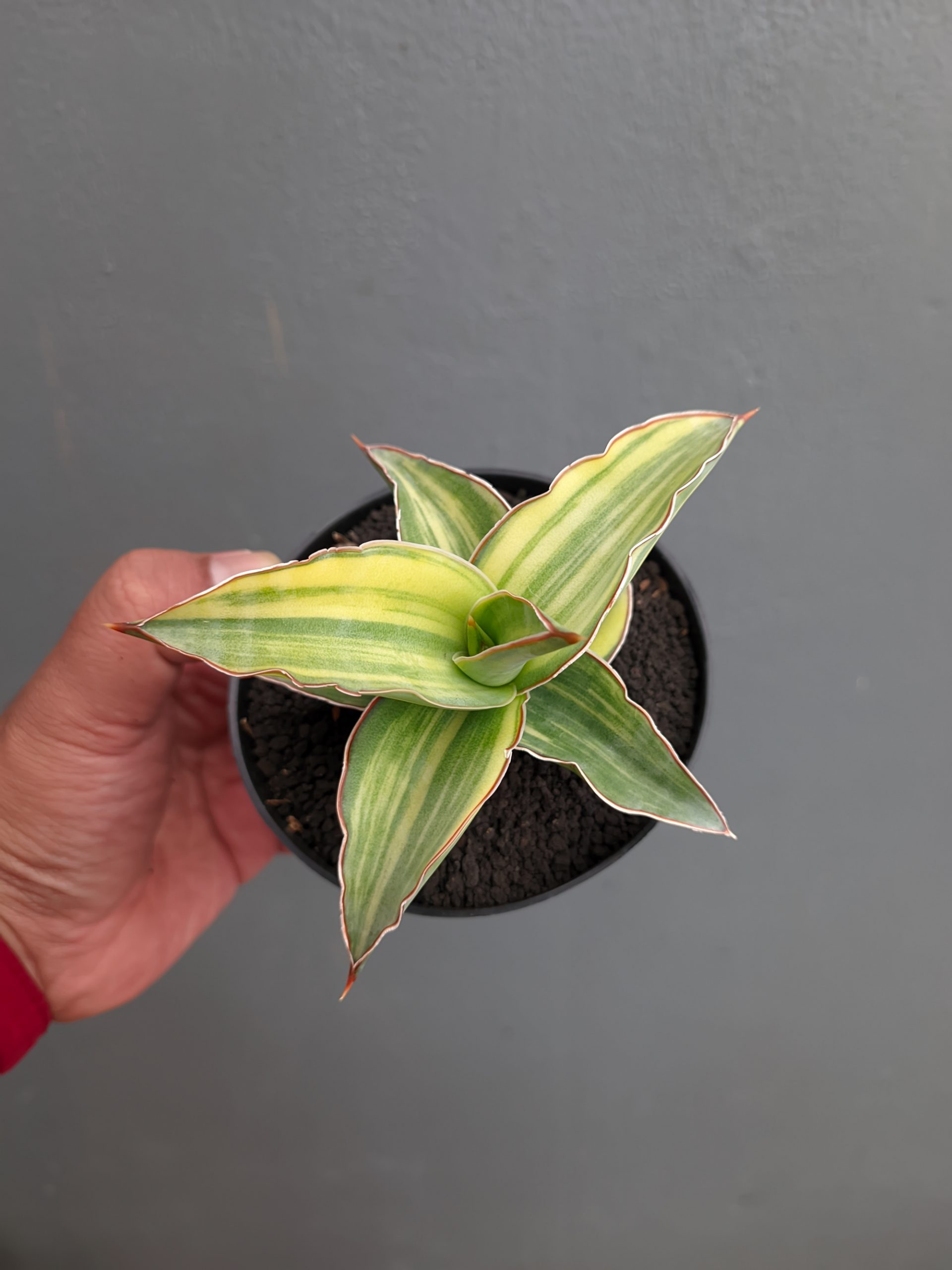 1347. Sansevieria Kimayo Variegated - Image 11
