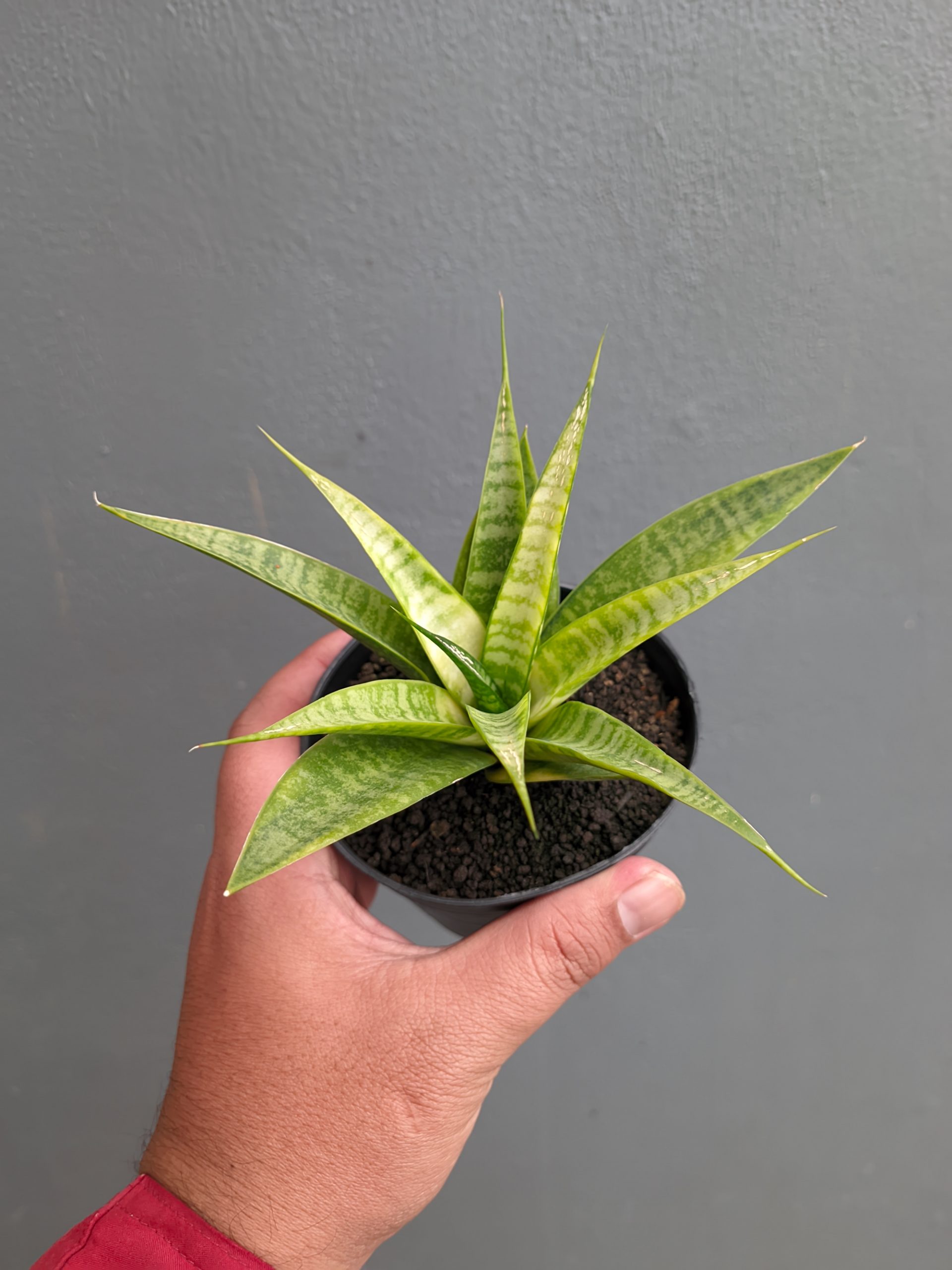 1348. Sansevieria Blue Ice - Image 3
