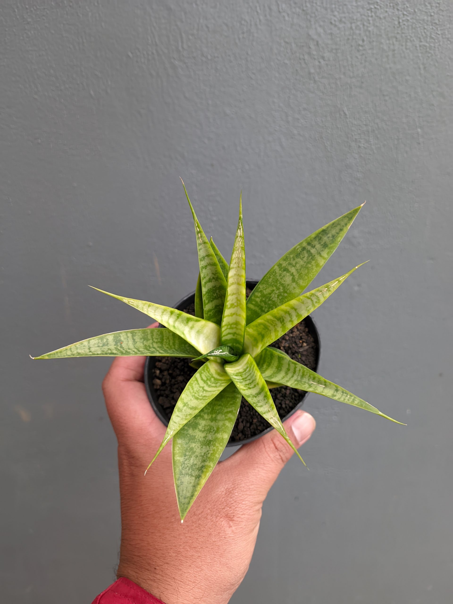 1348. Sansevieria Blue Ice - Image 12