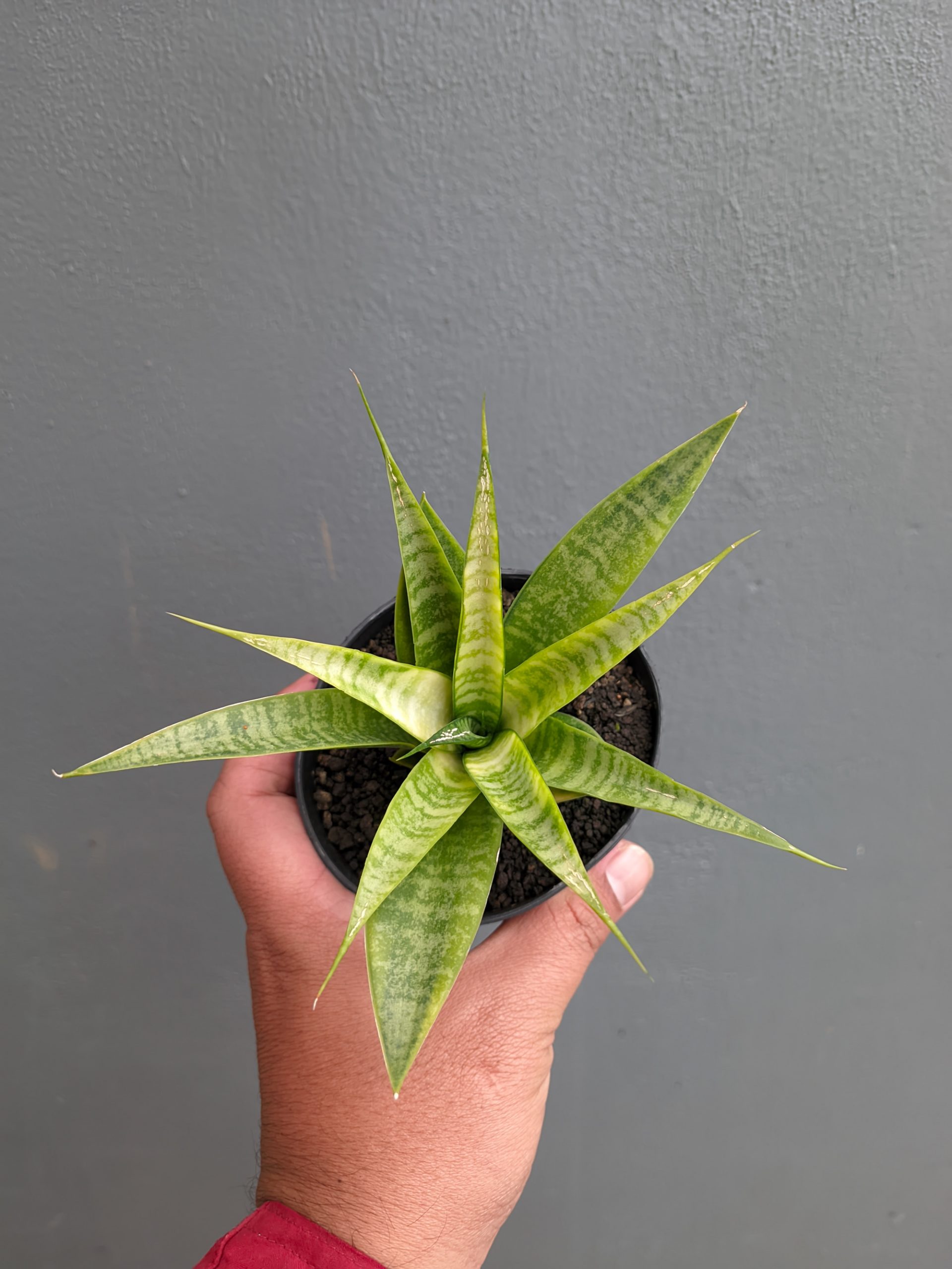 1348. Sansevieria Blue Ice - Image 13