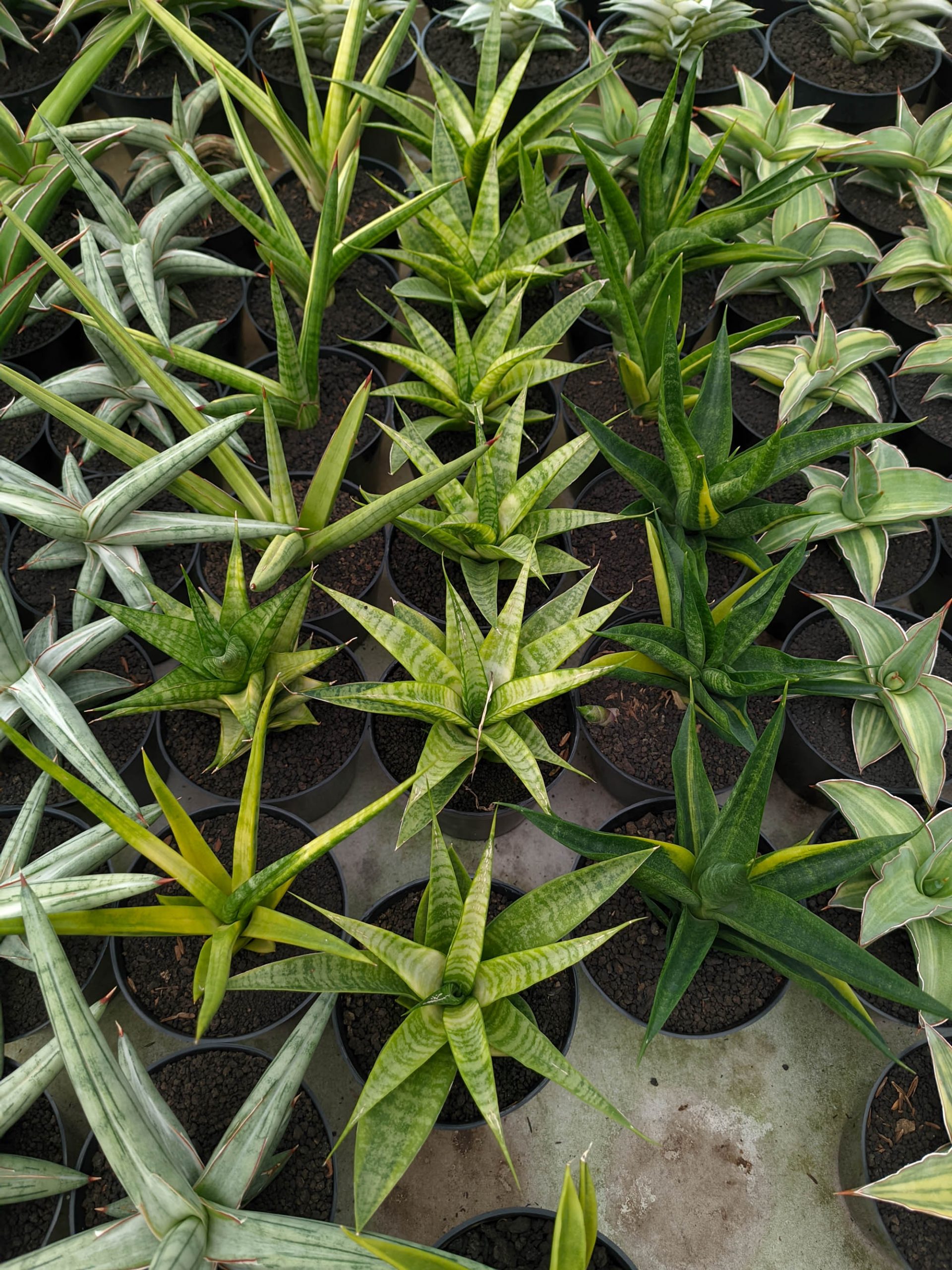 1348. Sansevieria Blue Ice - Image 2