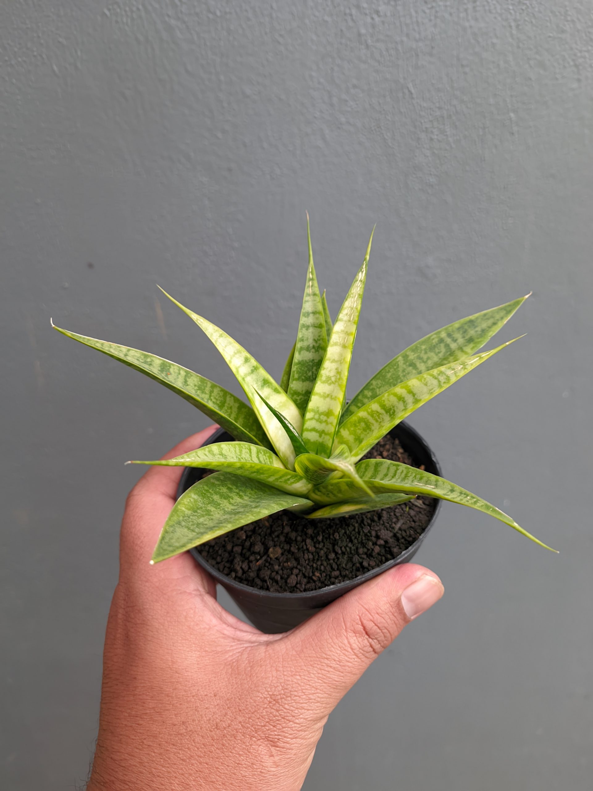 1348. Sansevieria Blue Ice - Image 4