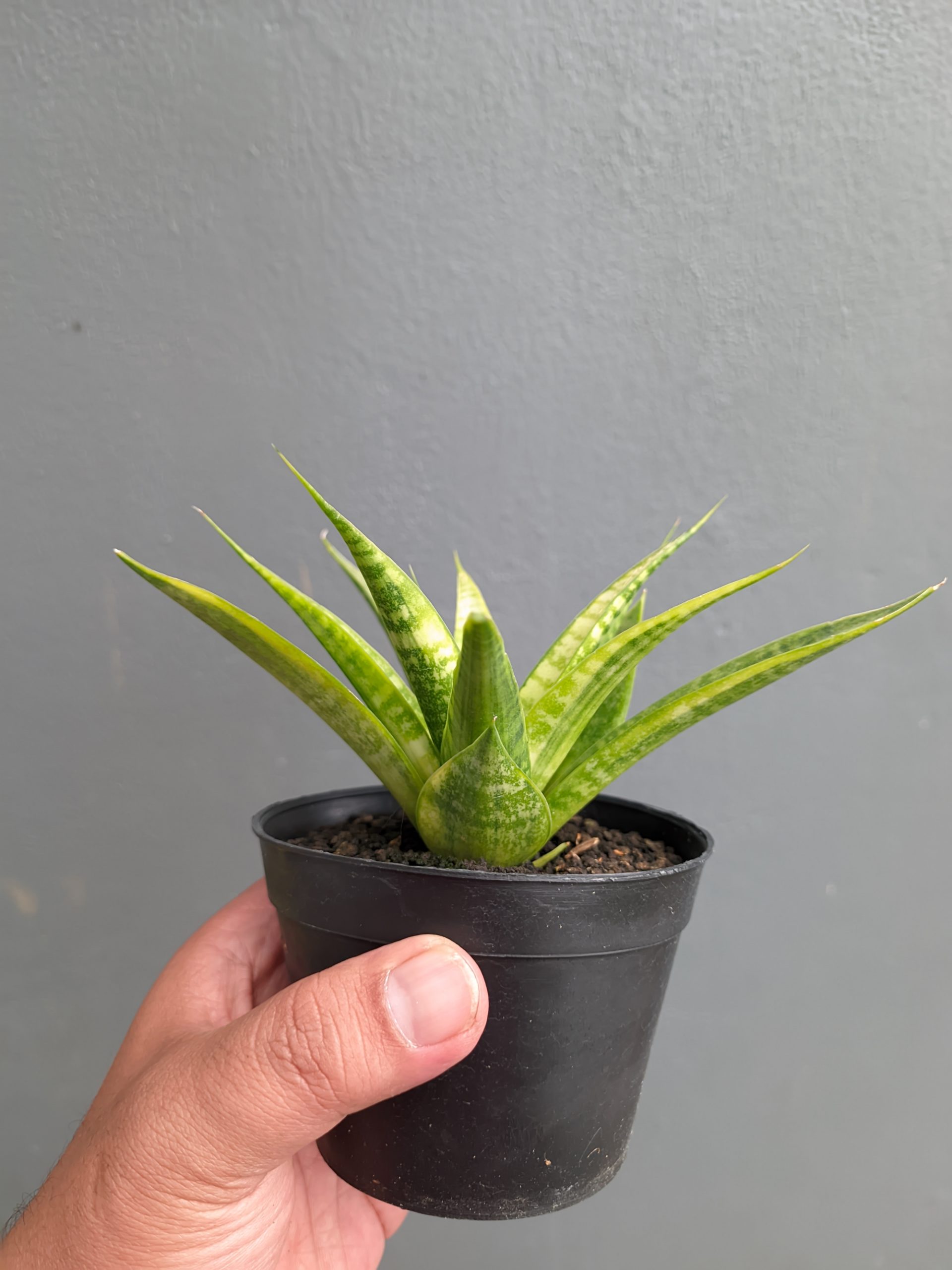 1348. Sansevieria Blue Ice - Image 5