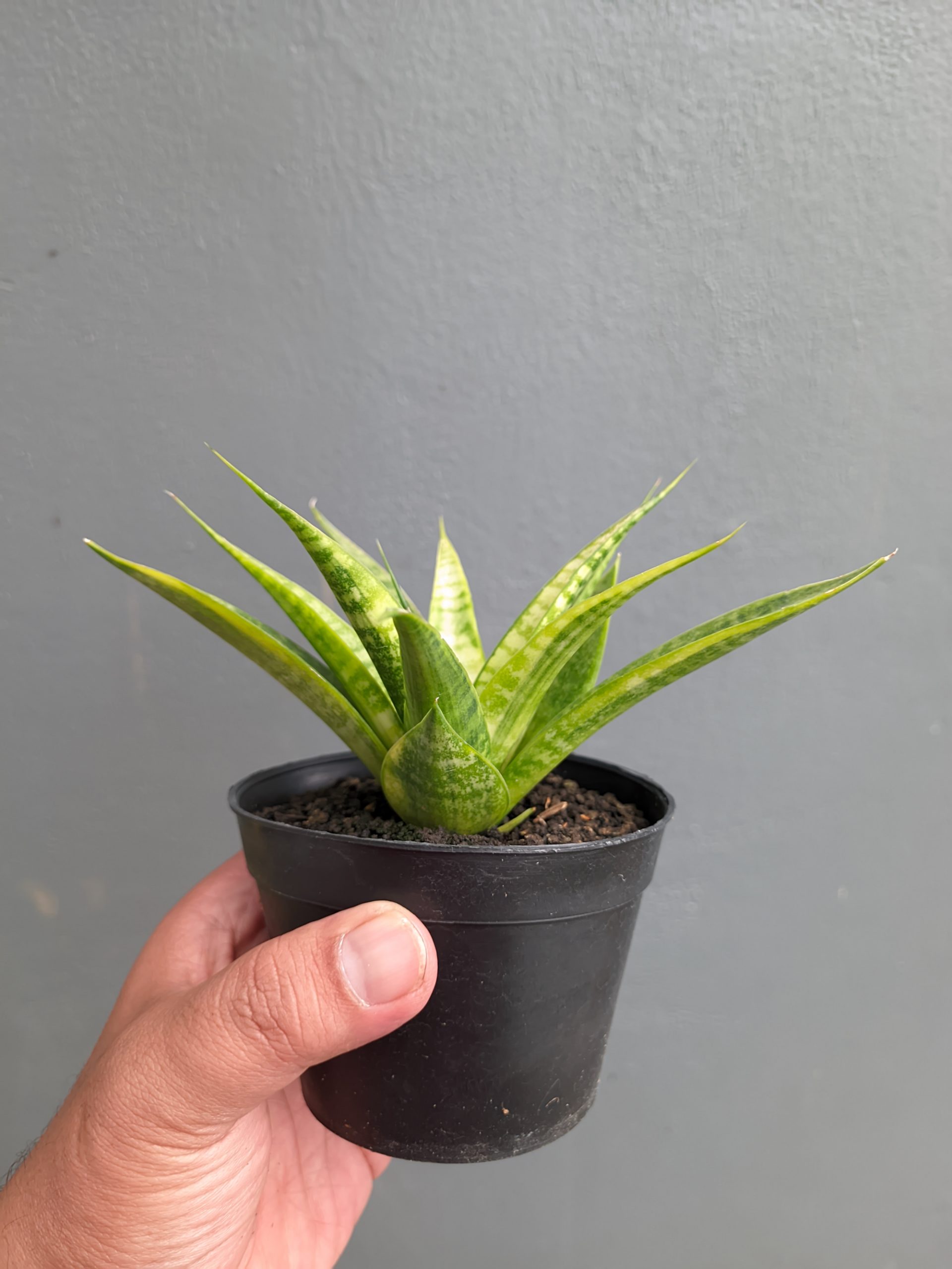 1348. Sansevieria Blue Ice - Image 6