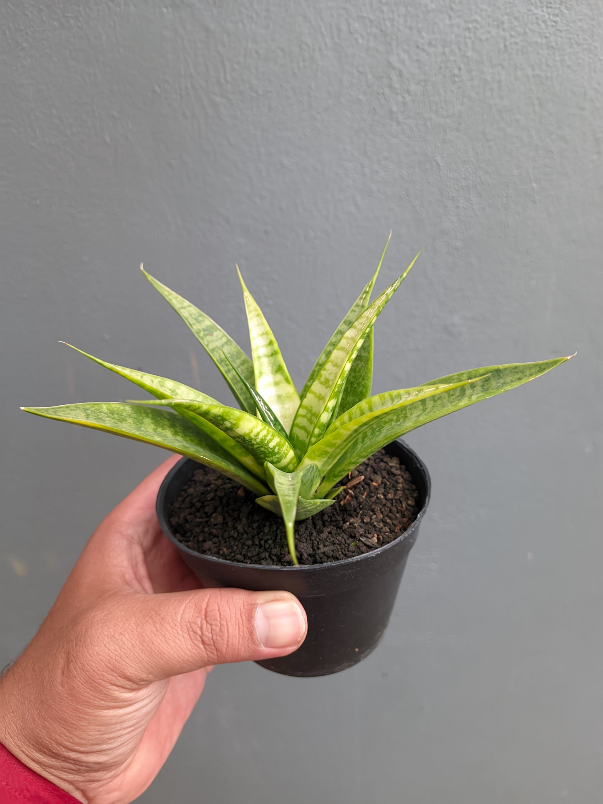 1348. Sansevieria Blue Ice - Image 7