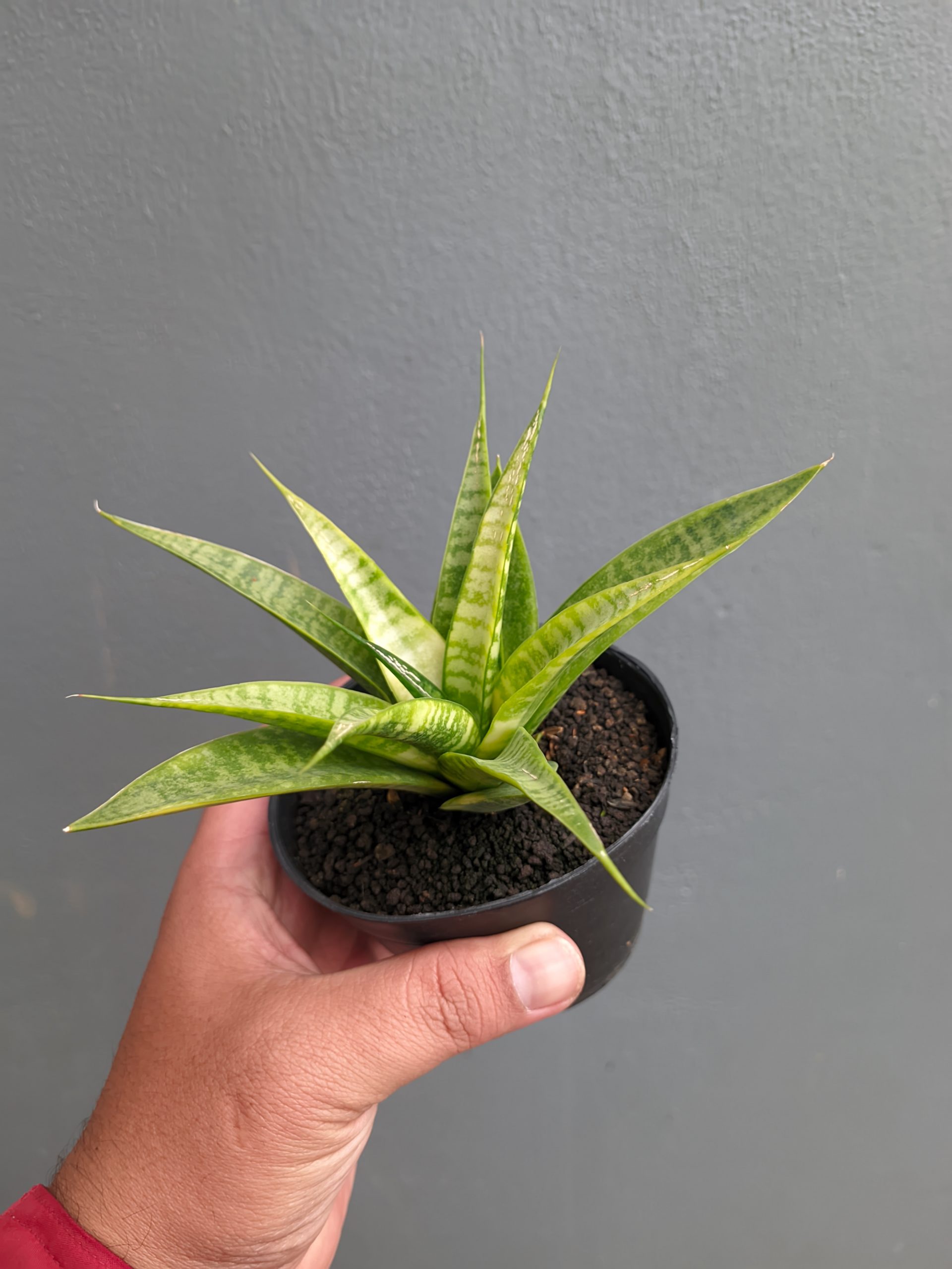 1348. Sansevieria Blue Ice - Image 8