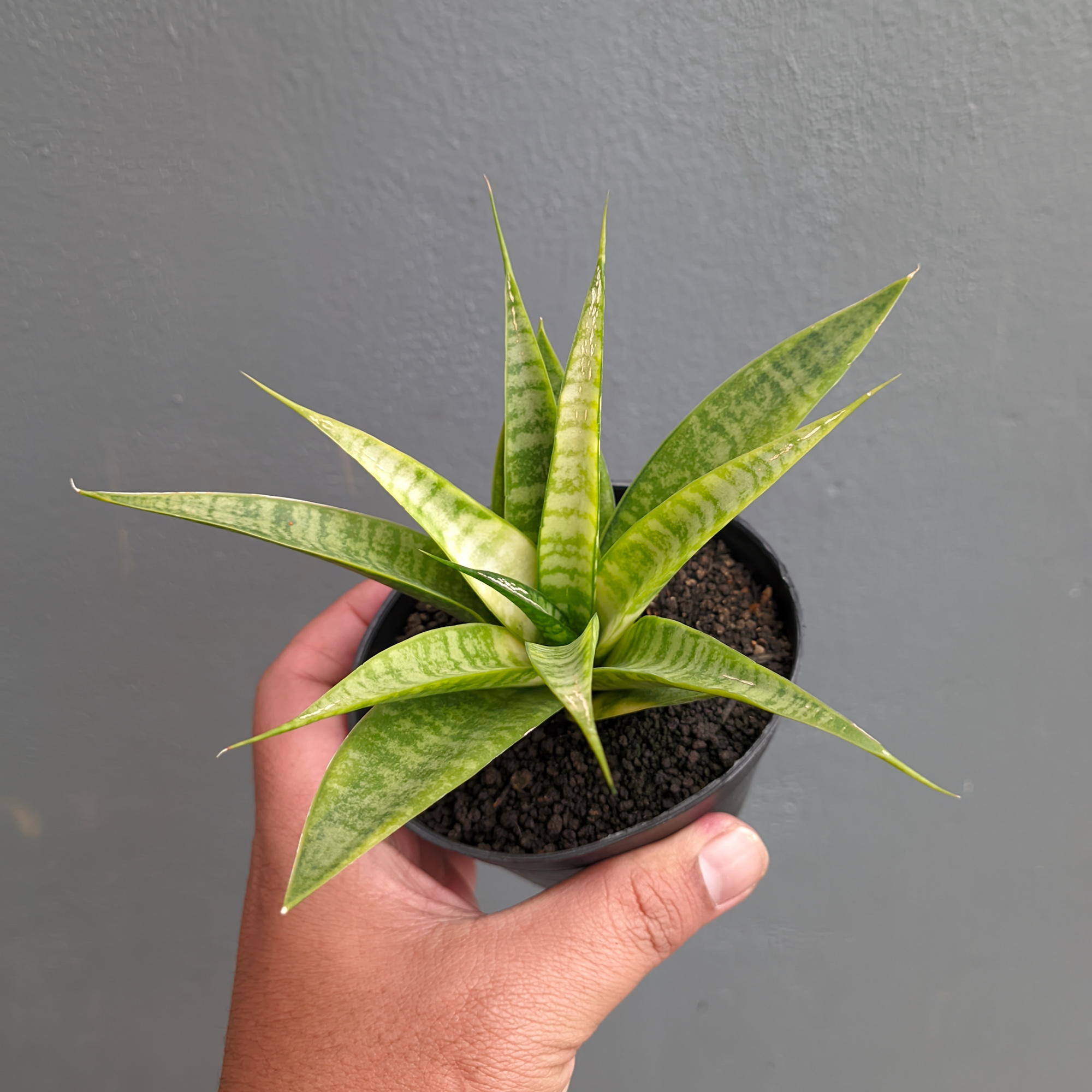 1348. Sansevieria Blue Ice - Image 9