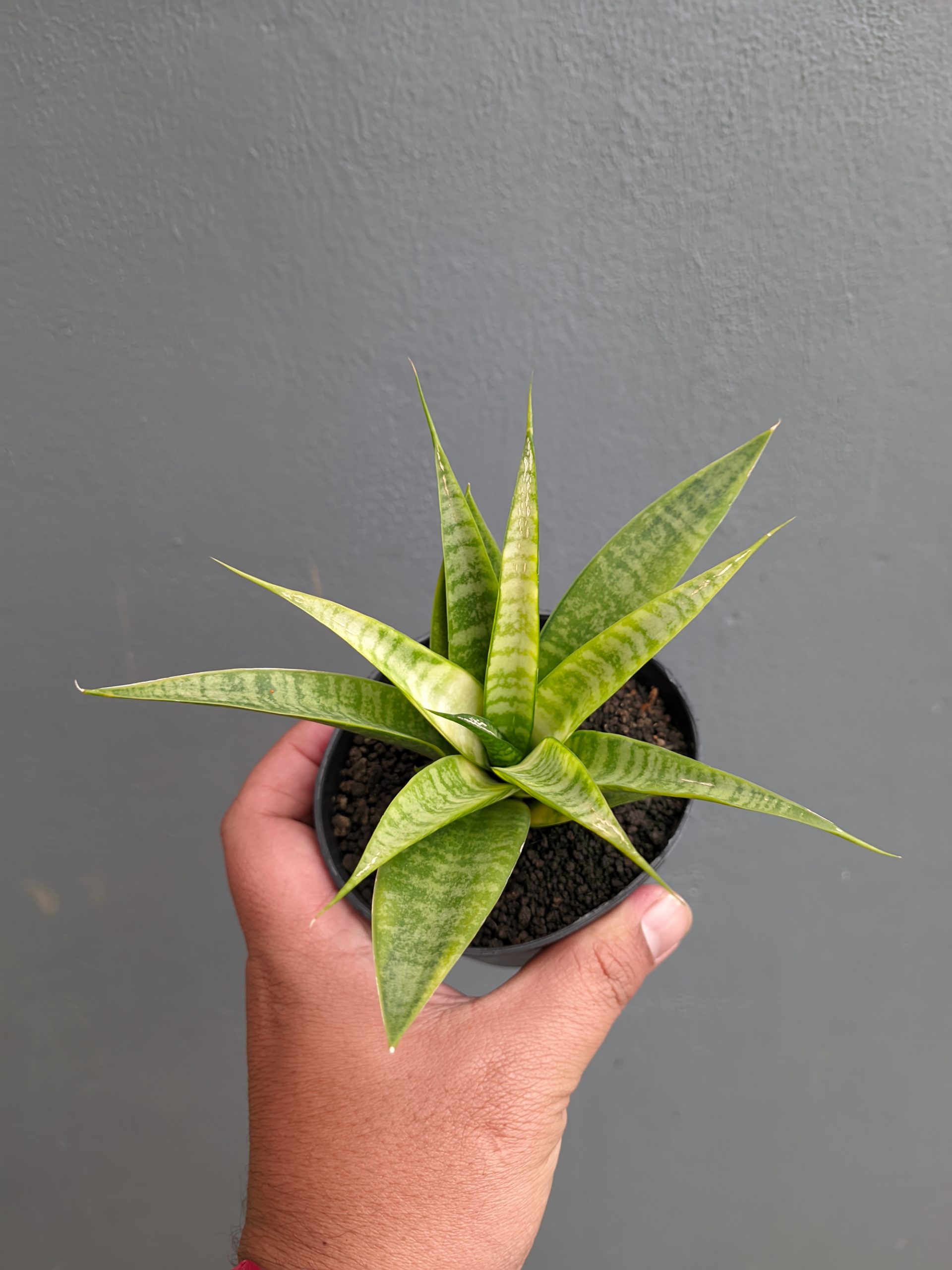 1348. Sansevieria Blue Ice - Image 10