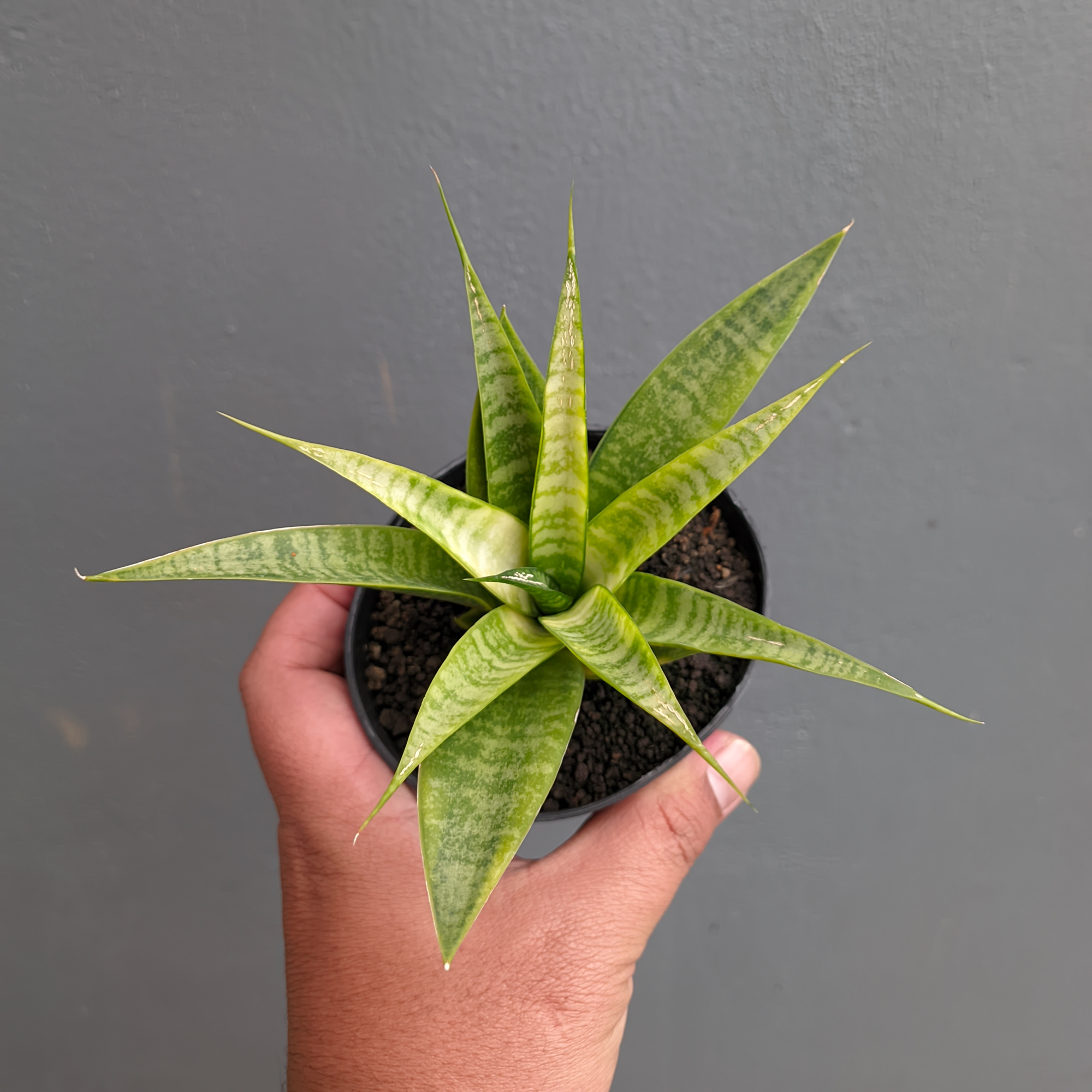 1348. Sansevieria Blue Ice