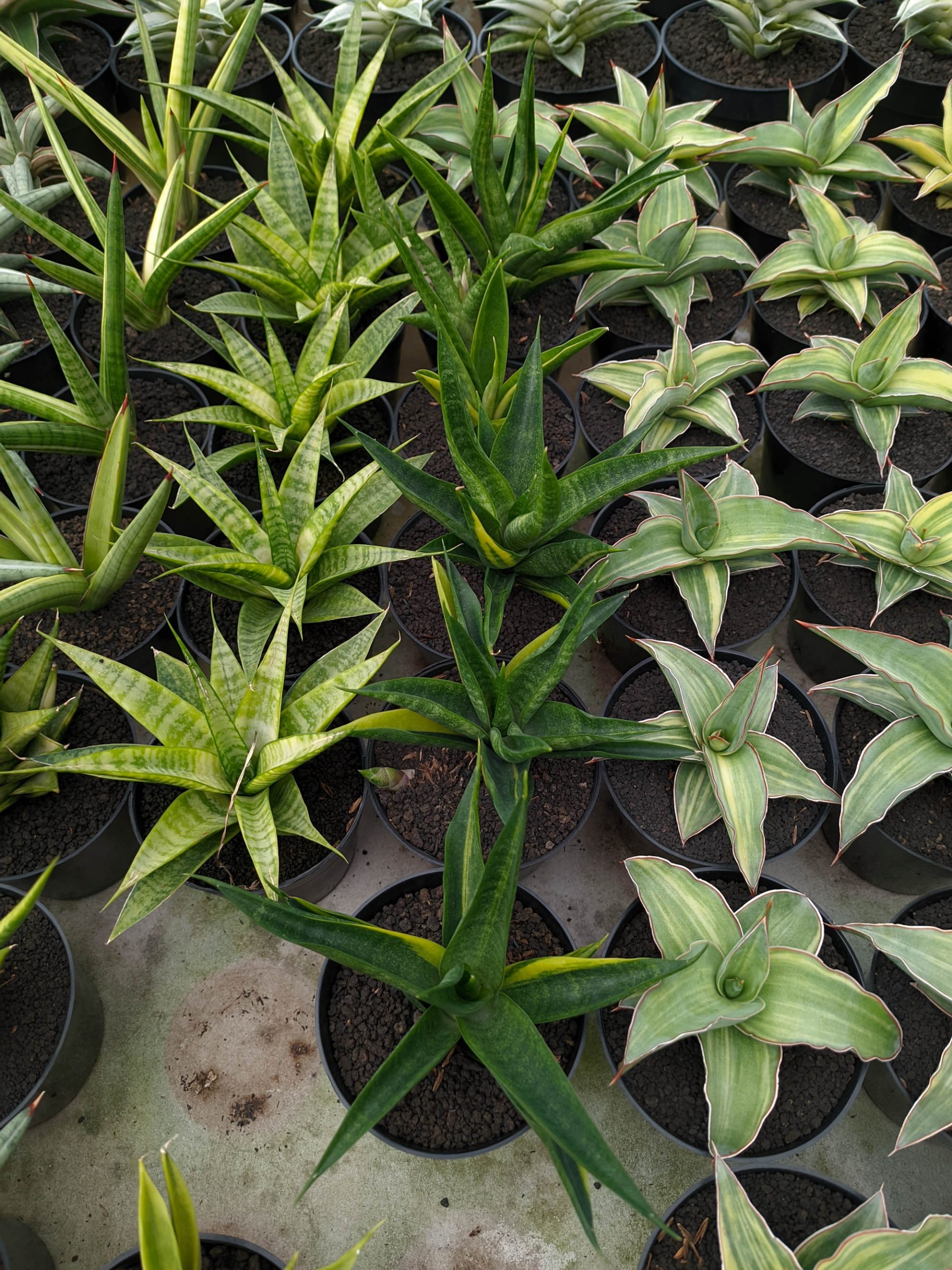 1349. Sansevieria Black Makayla Variegated - Image 2