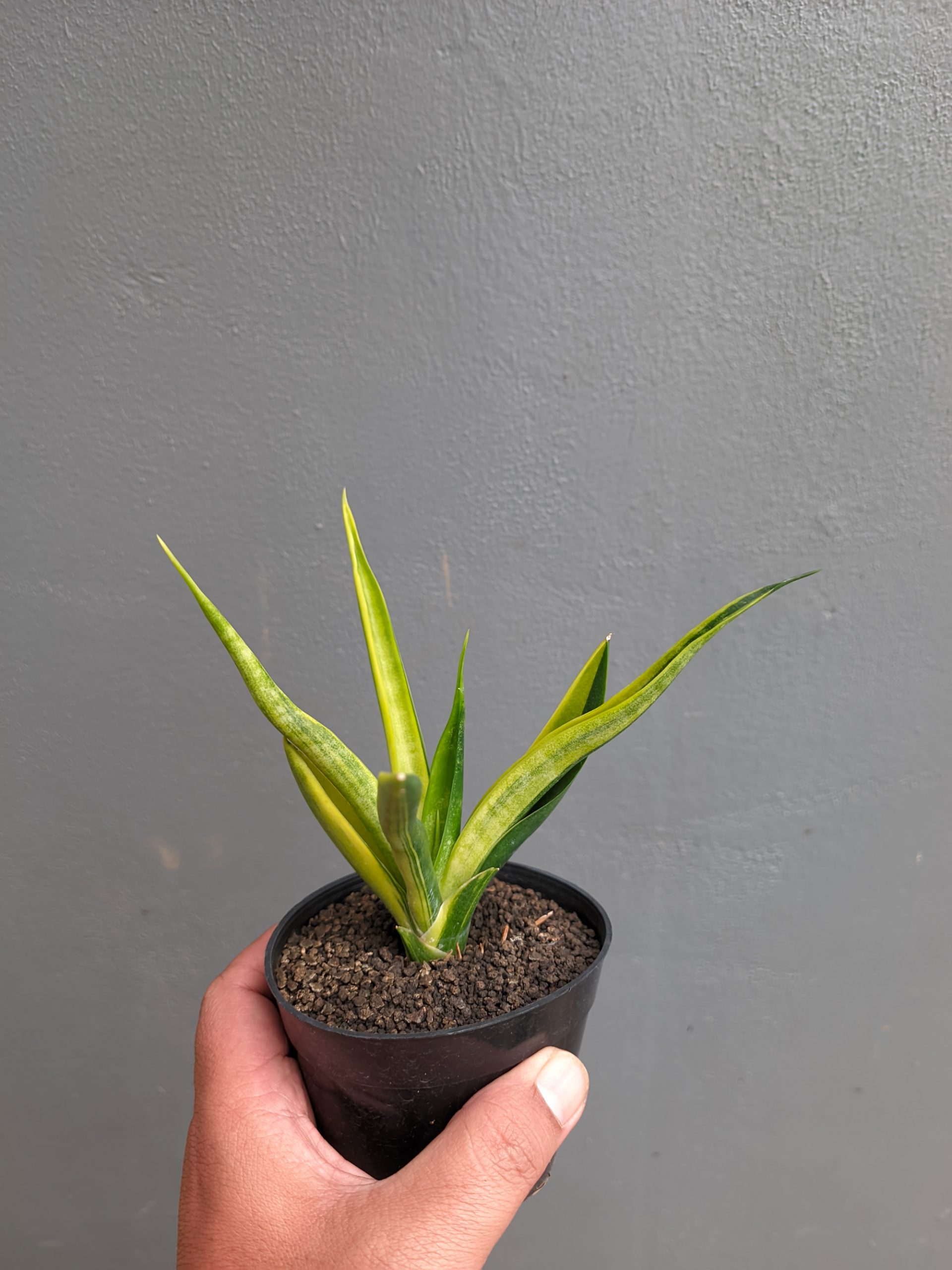 1349. Sansevieria Black Makayla Variegated - Image 17