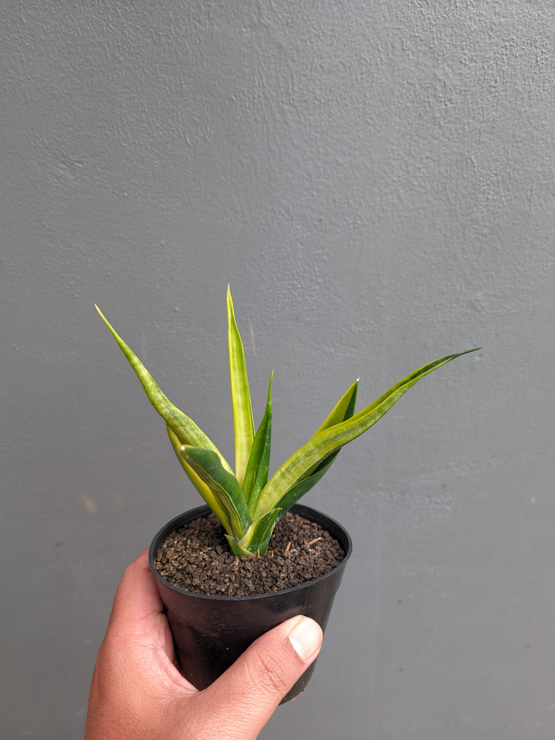 1349. Sansevieria Black Makayla Variegated - Image 18