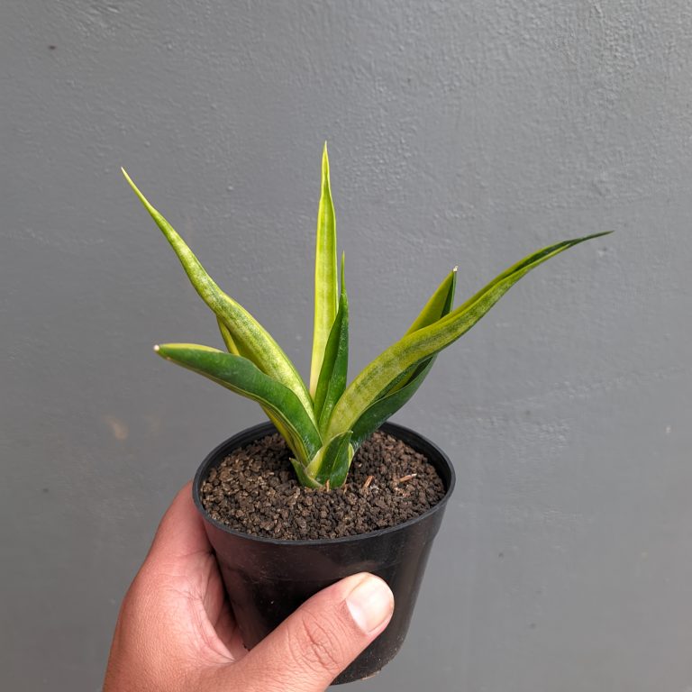 1349. Sansevieria Black Makayla Variegated