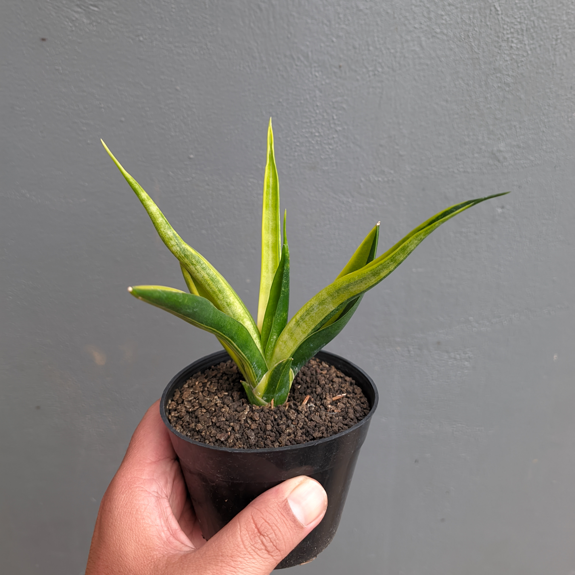 1349. Sansevieria Black Makayla Variegated