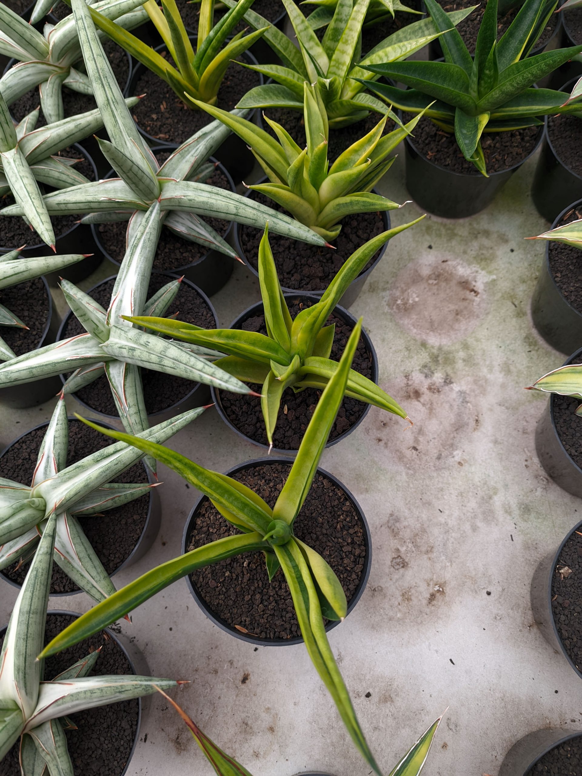 1349. Sansevieria Black Makayla Variegated - Image 3