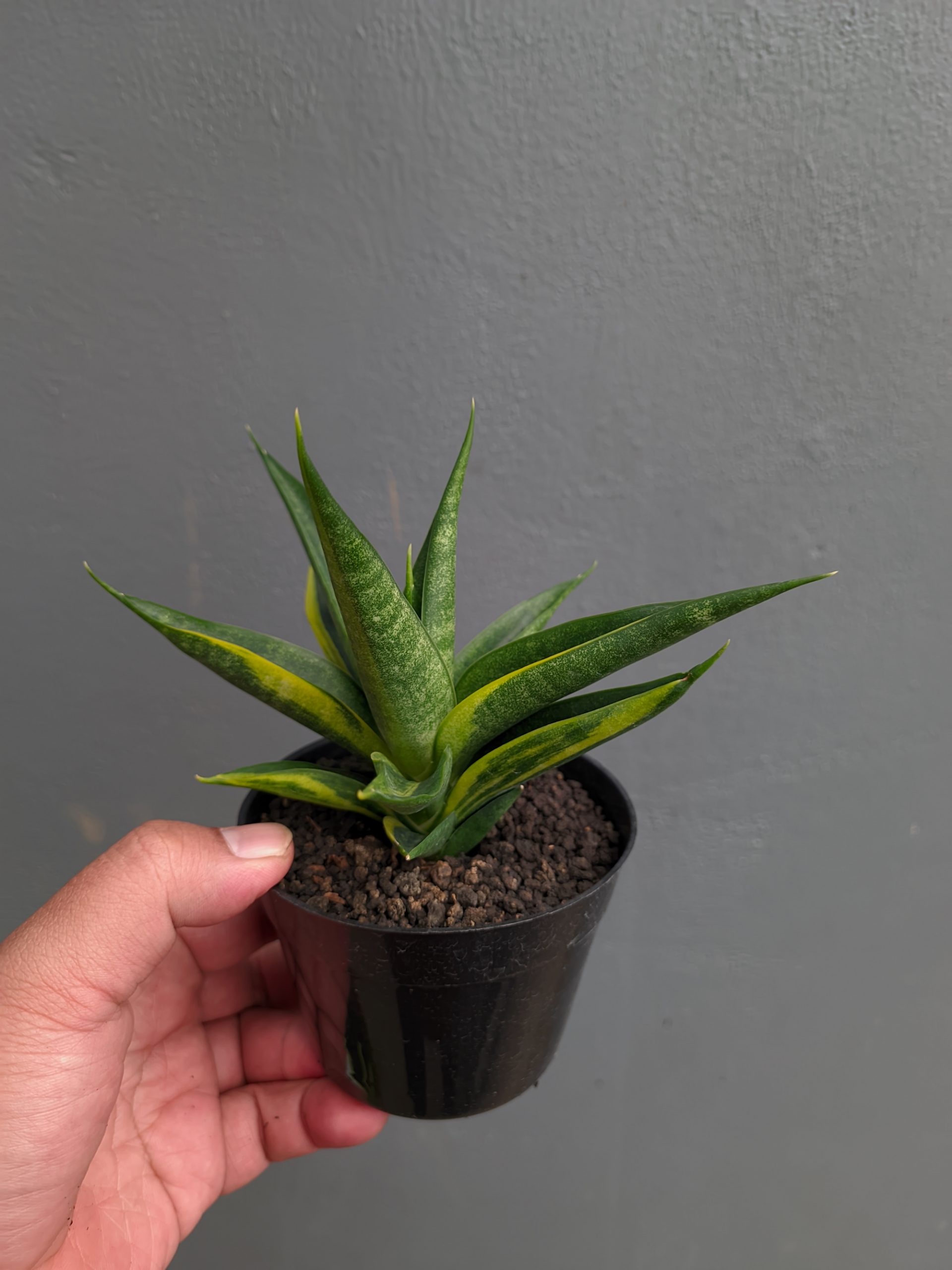 1349. Sansevieria Black Makayla Variegated - Image 13