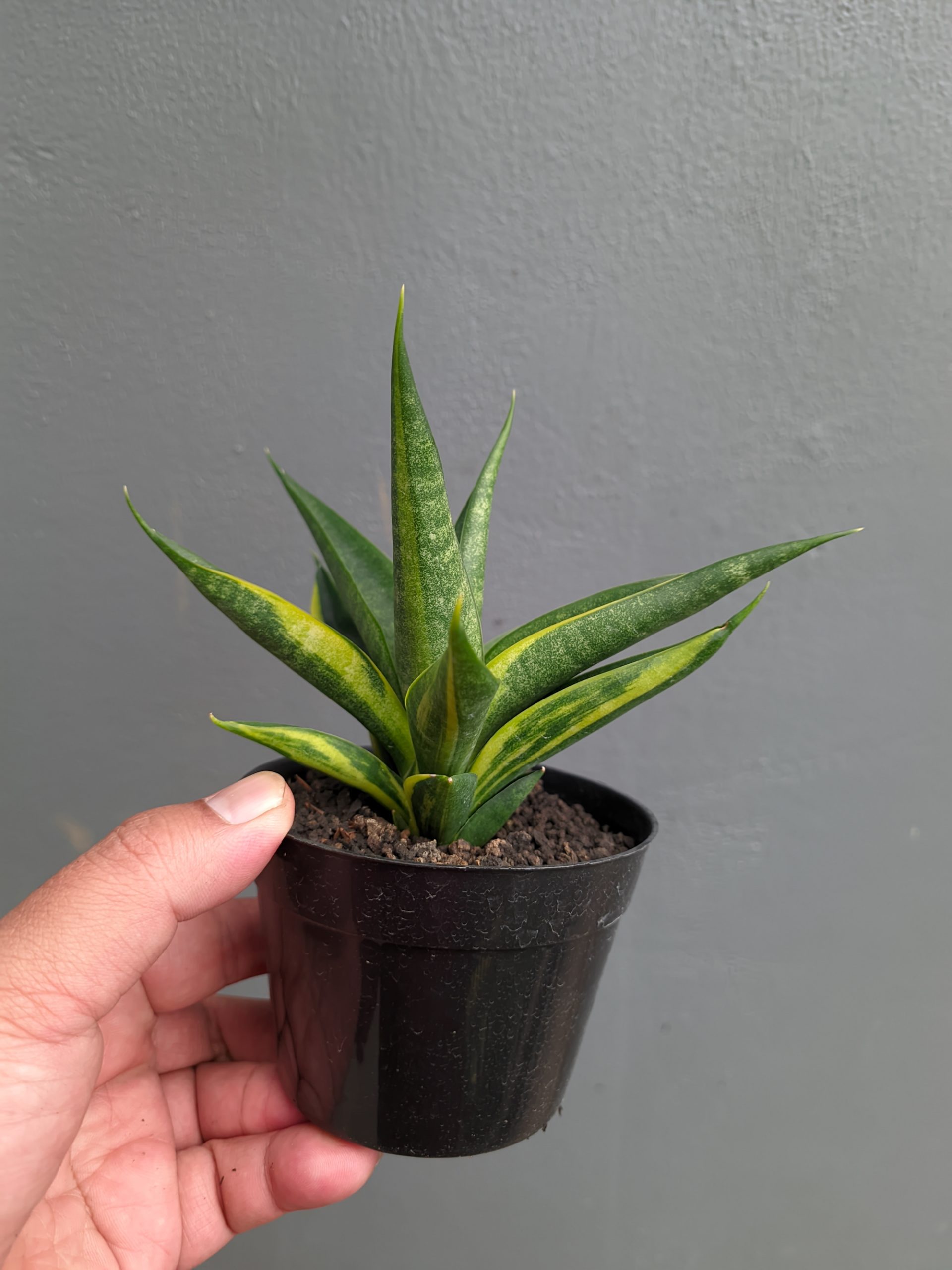 1349. Sansevieria Black Makayla Variegated - Image 11