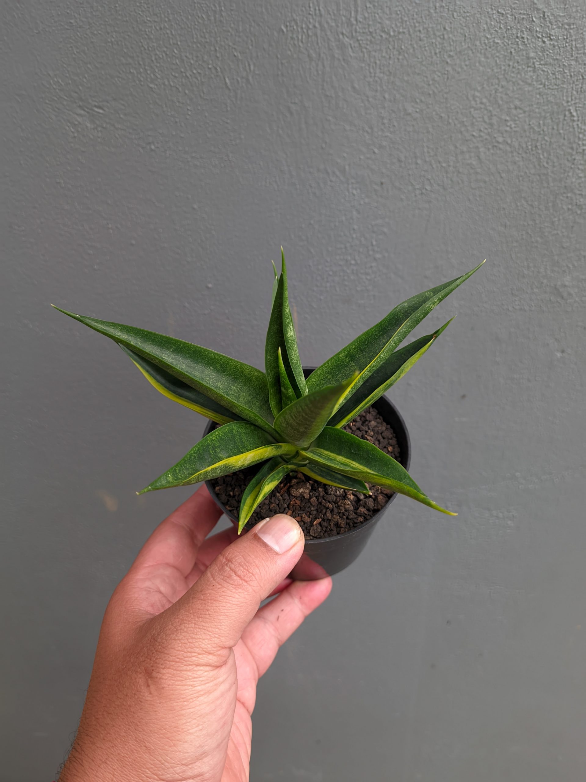 1349. Sansevieria Black Makayla Variegated - Image 7