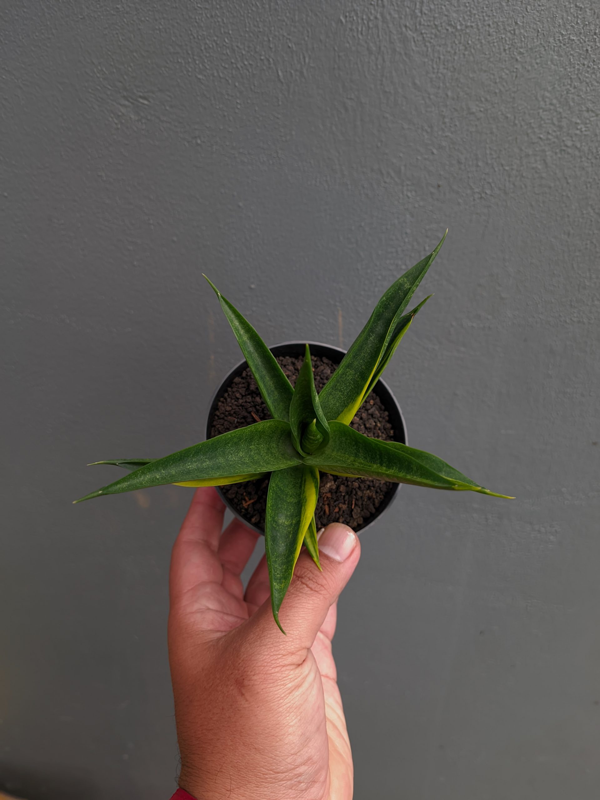 1349. Sansevieria Black Makayla Variegated - Image 5