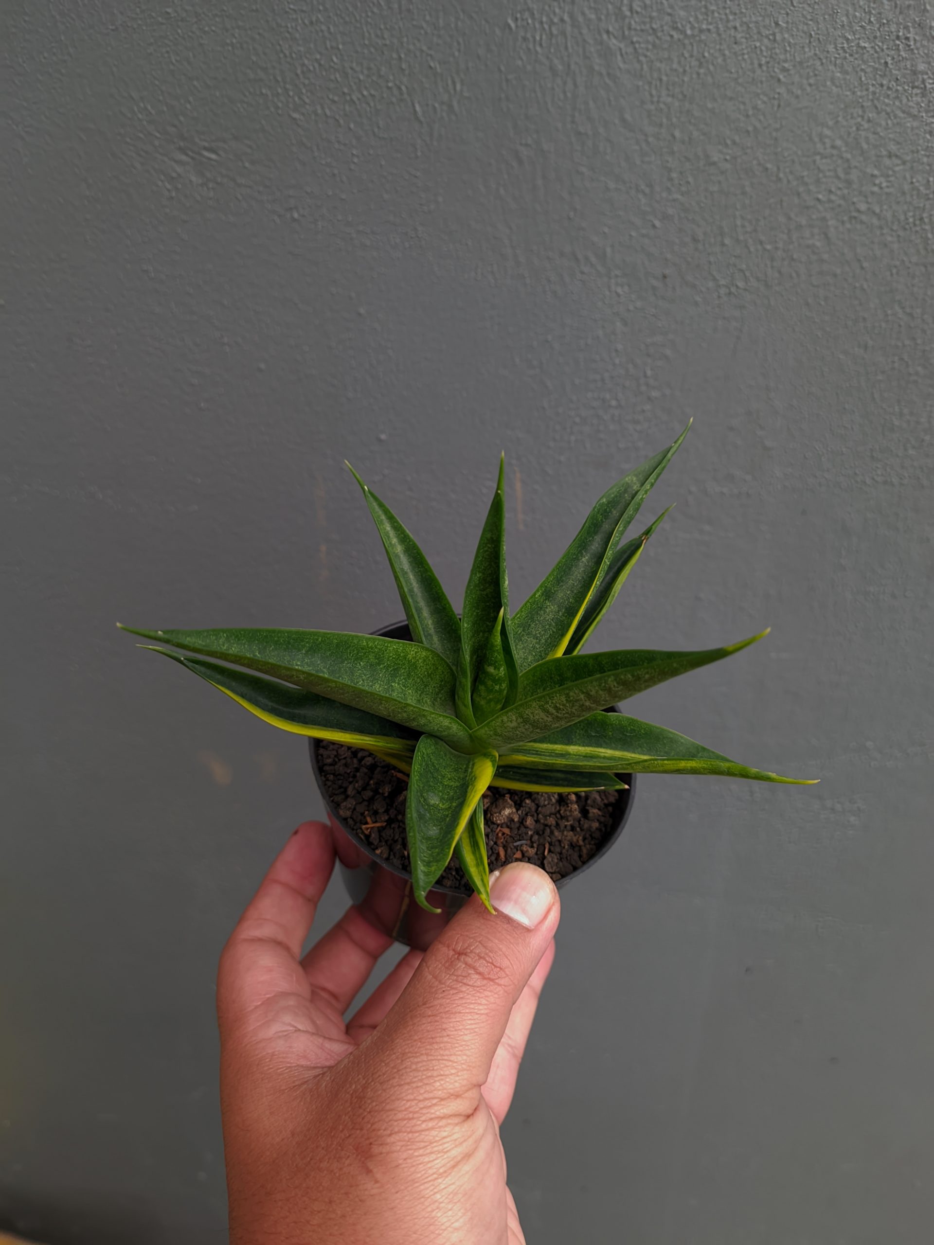 1349. Sansevieria Black Makayla Variegated - Image 9