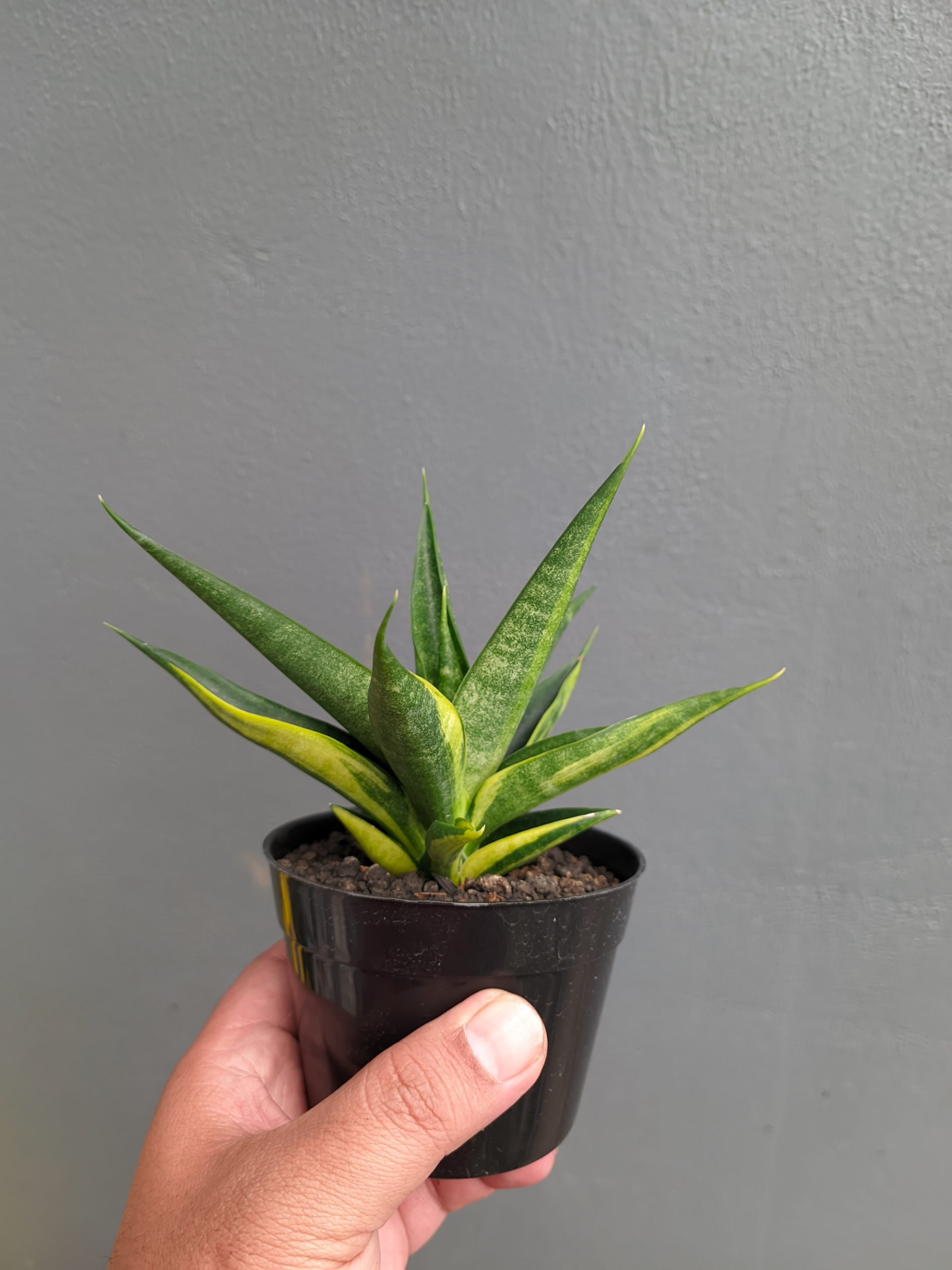 1349. Sansevieria Black Makayla Variegated - Image 19