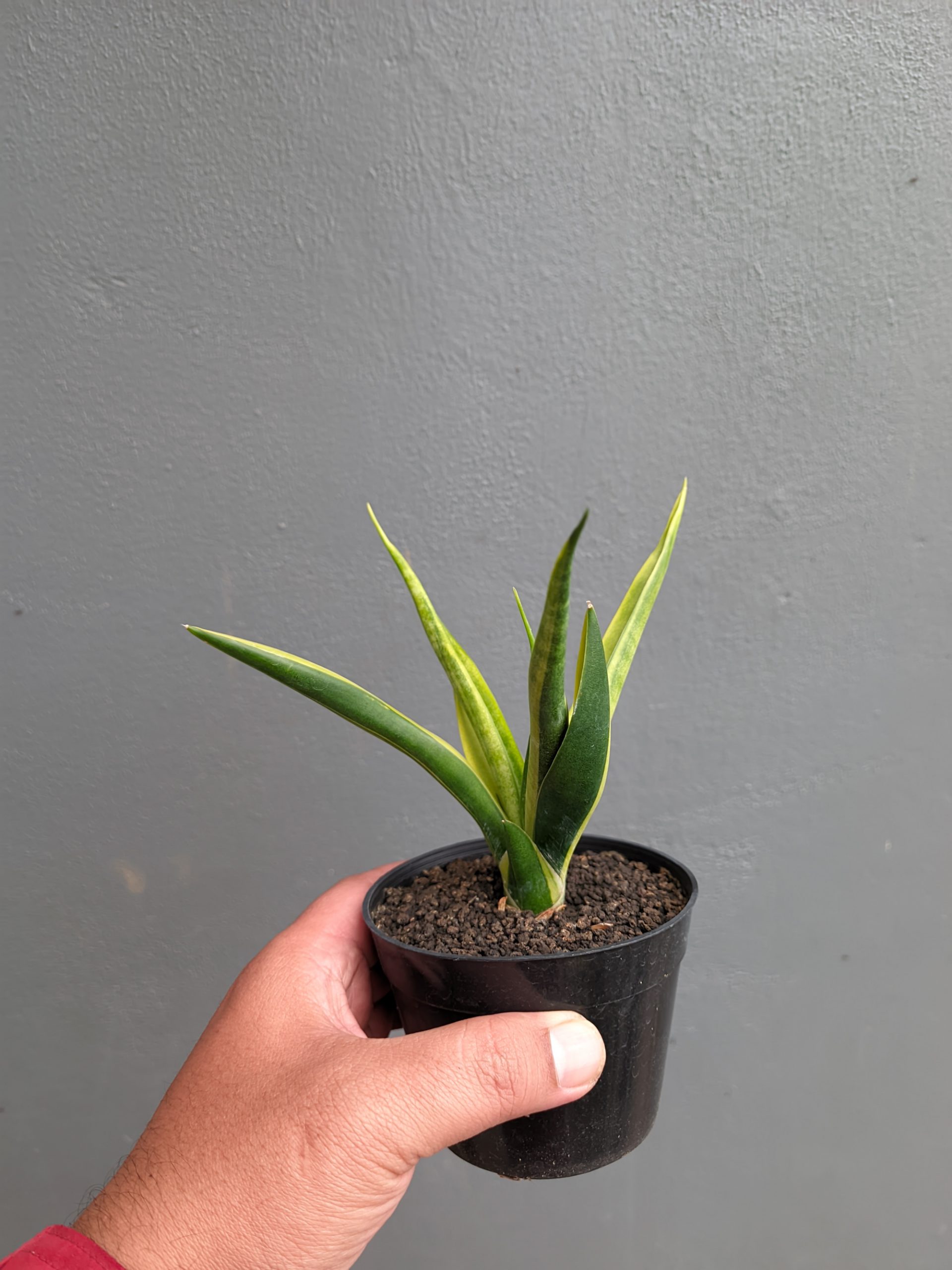 1349. Sansevieria Black Makayla Variegated - Image 4