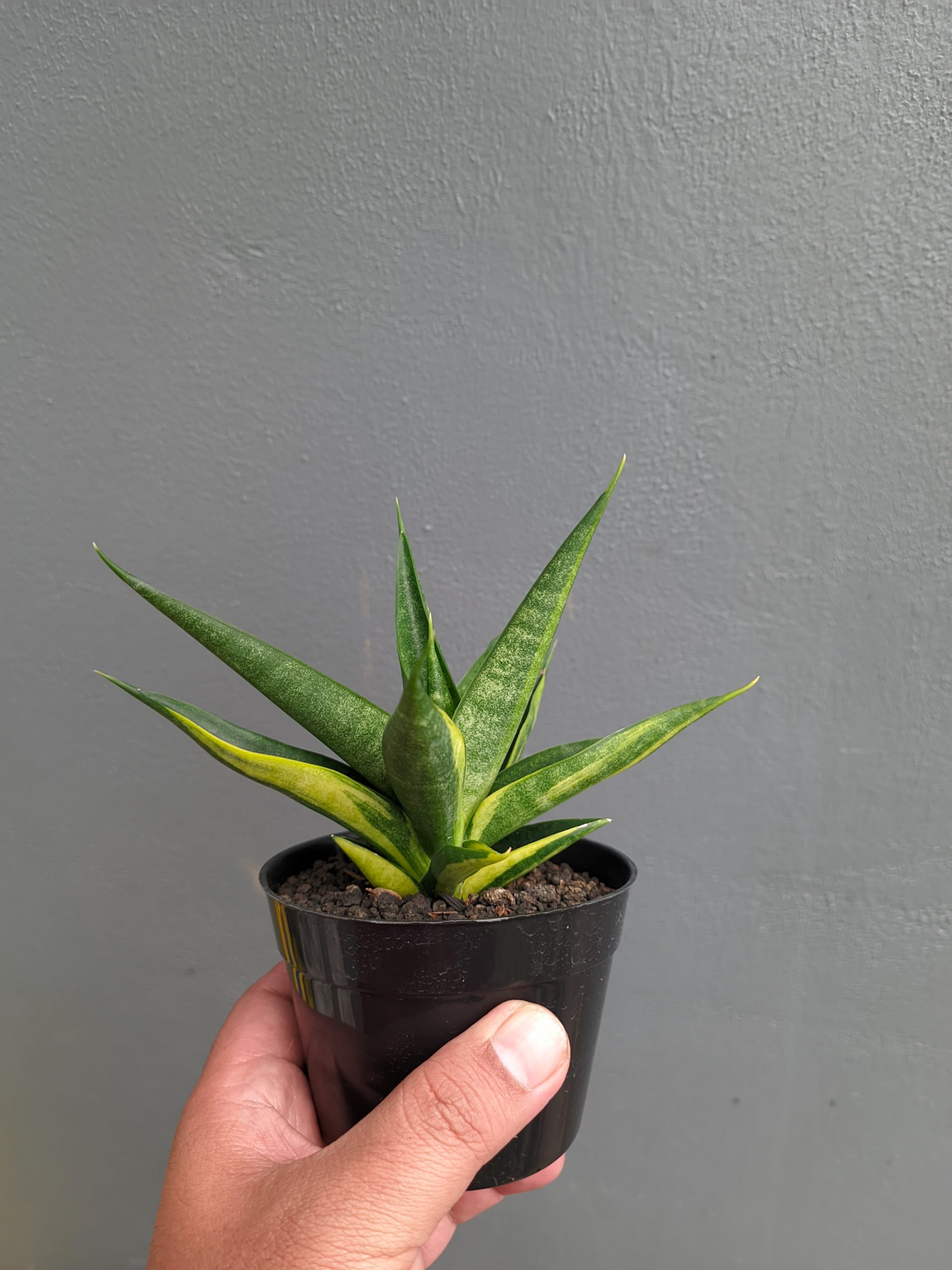 1349. Sansevieria Black Makayla Variegated - Image 20