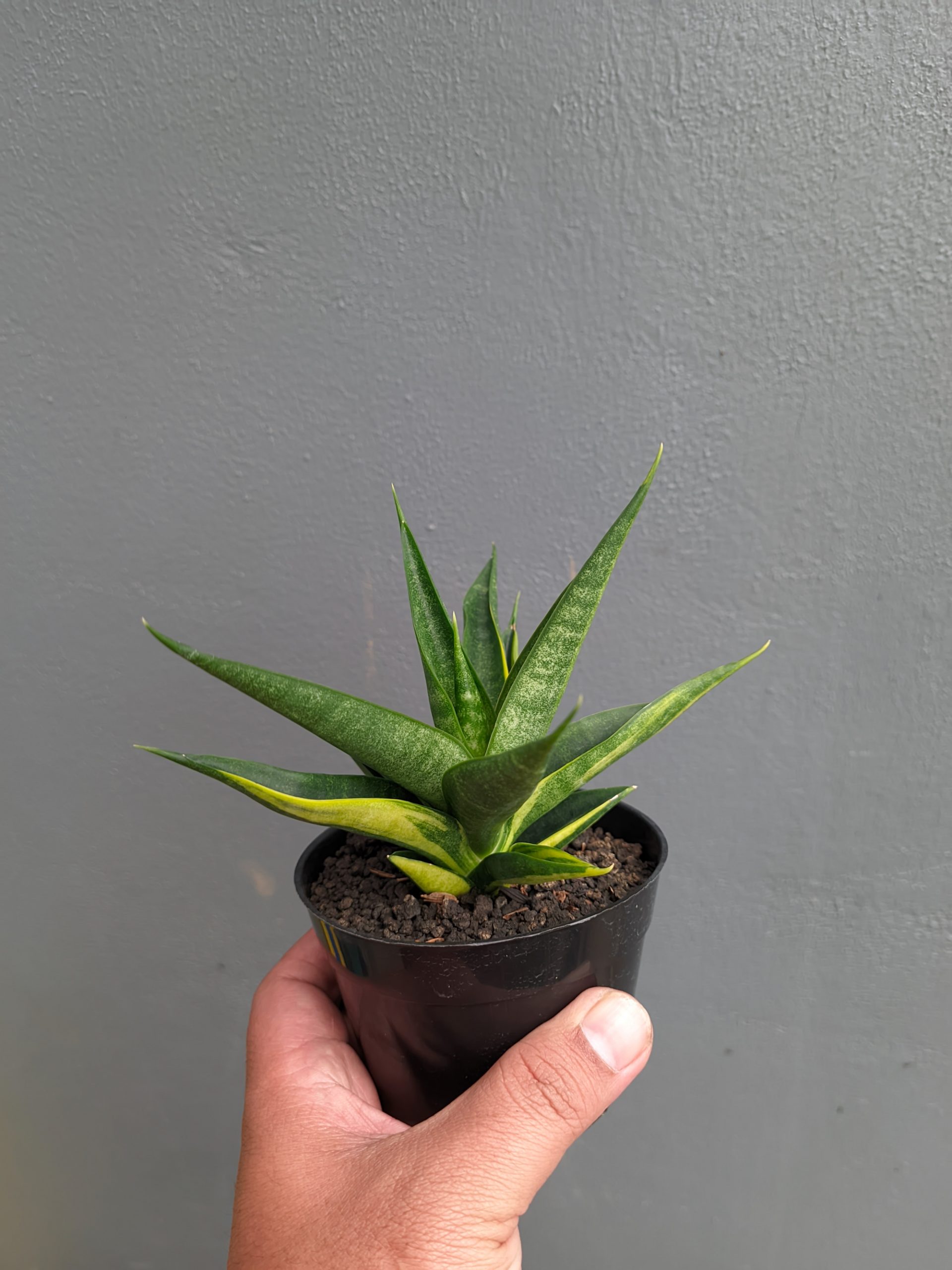 1349. Sansevieria Black Makayla Variegated - Image 21