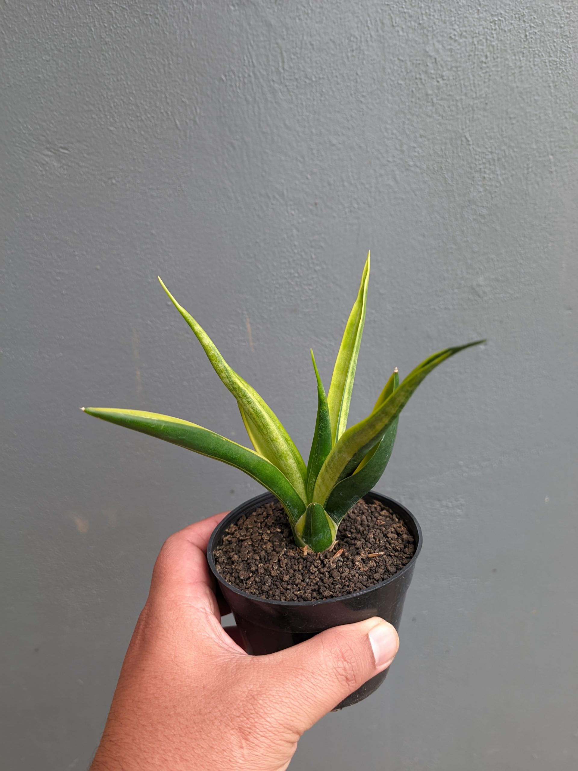 1349. Sansevieria Black Makayla Variegated - Image 6