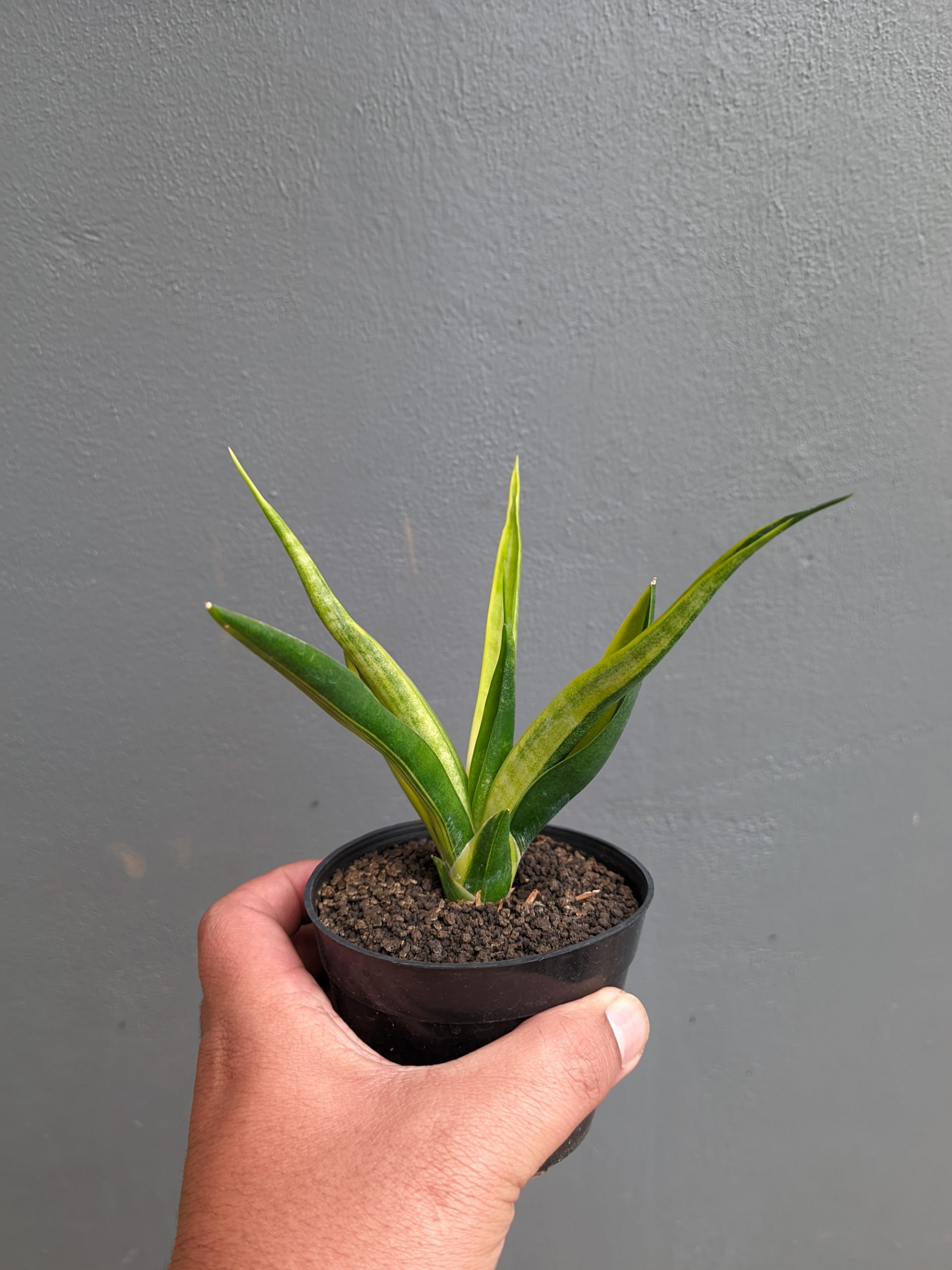 1349. Sansevieria Black Makayla Variegated - Image 8